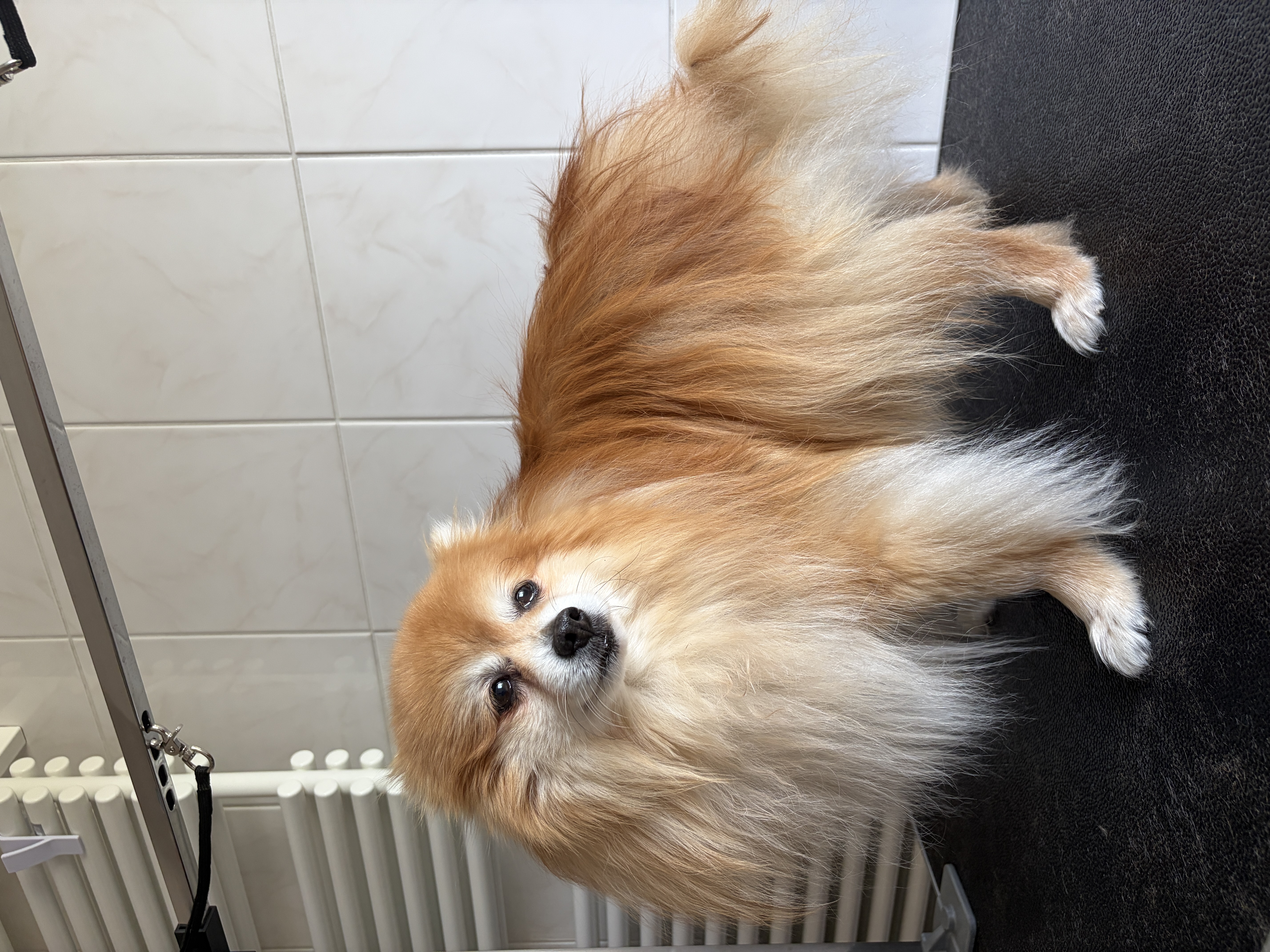 German spitz “Charlie” - 7 kg