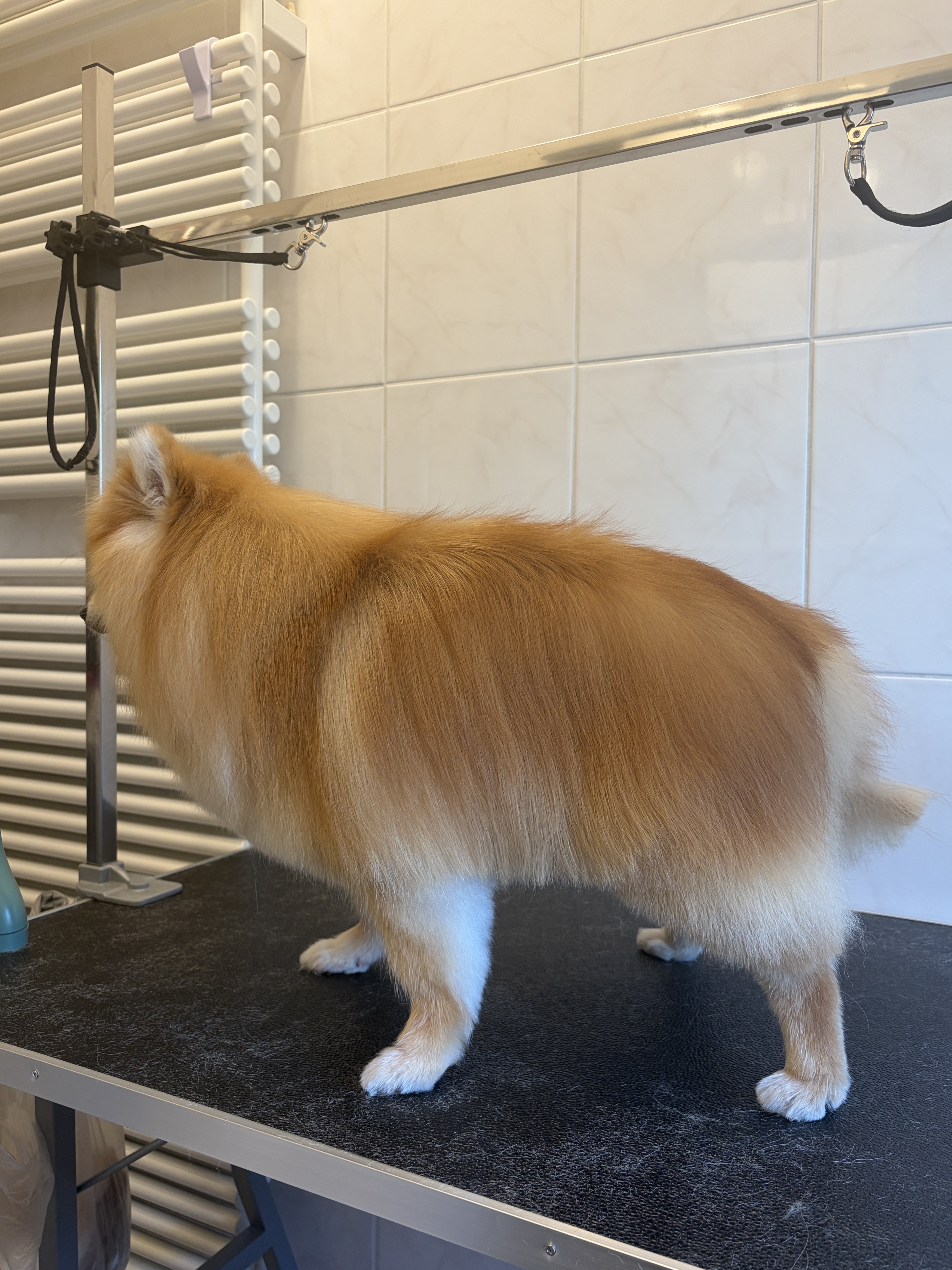 German spitz “Charlie” - 7 kg