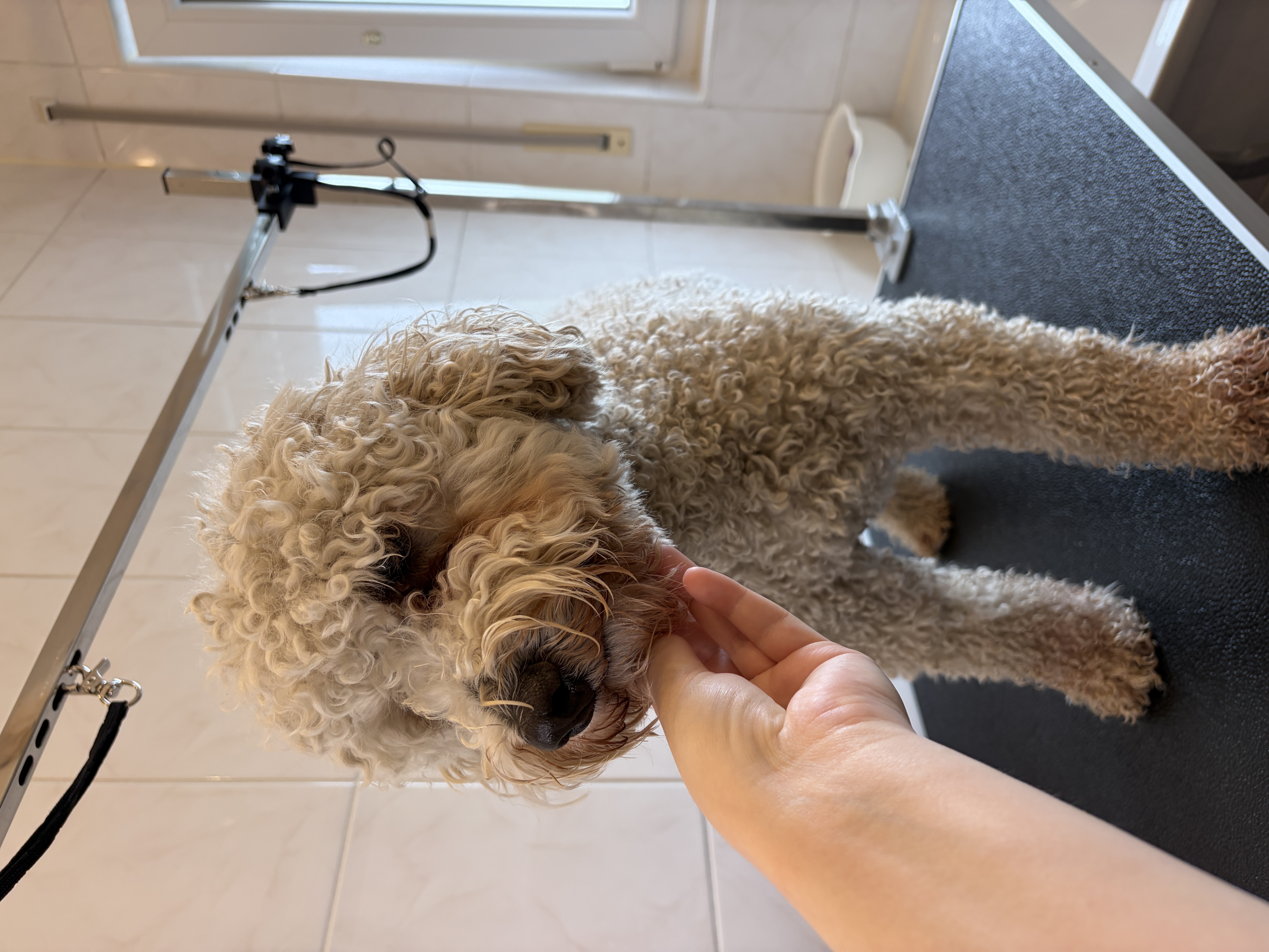 Poodle “Chapi” - 12 kg