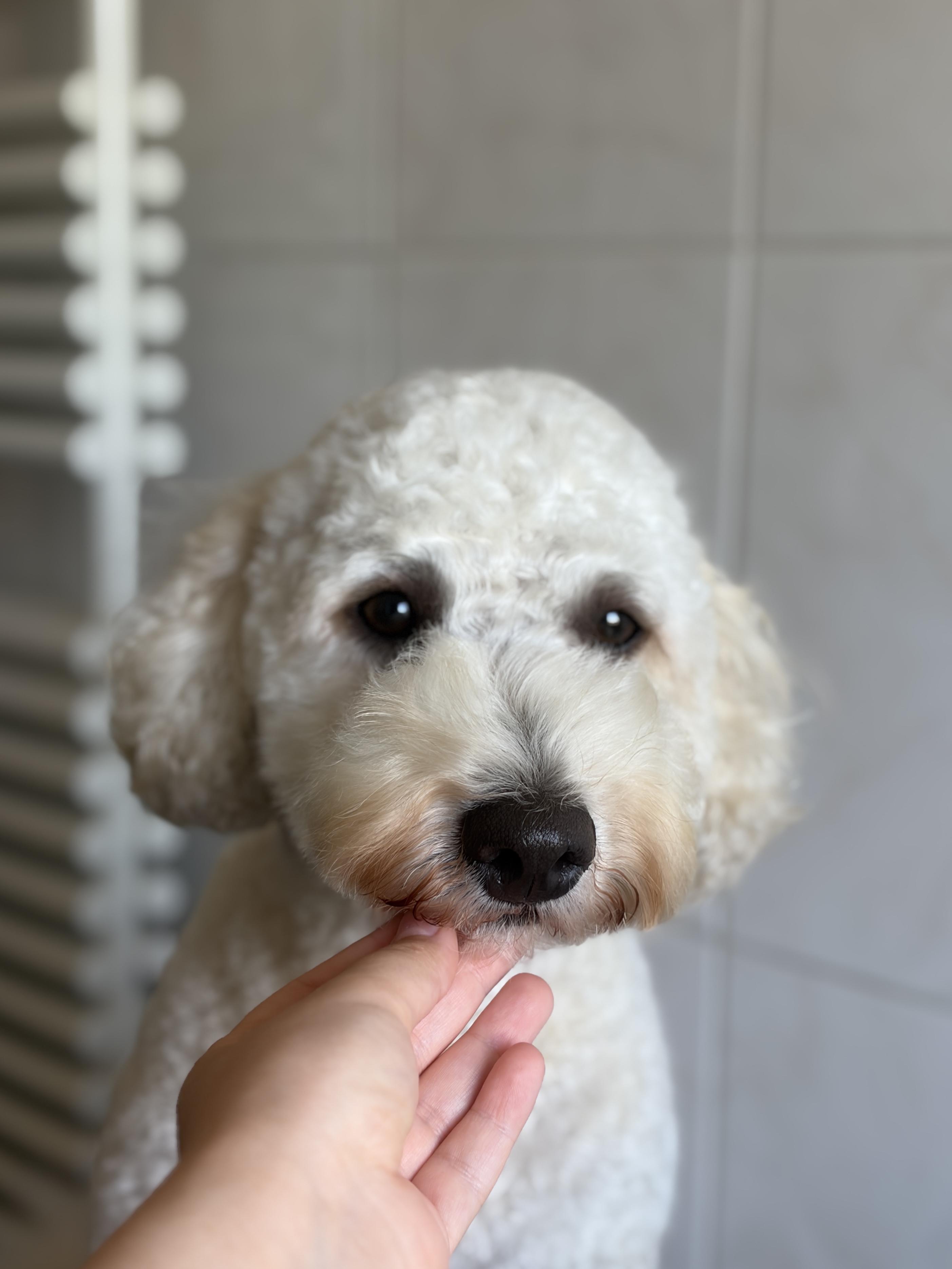 Poodle “Chapi” - 12 kg