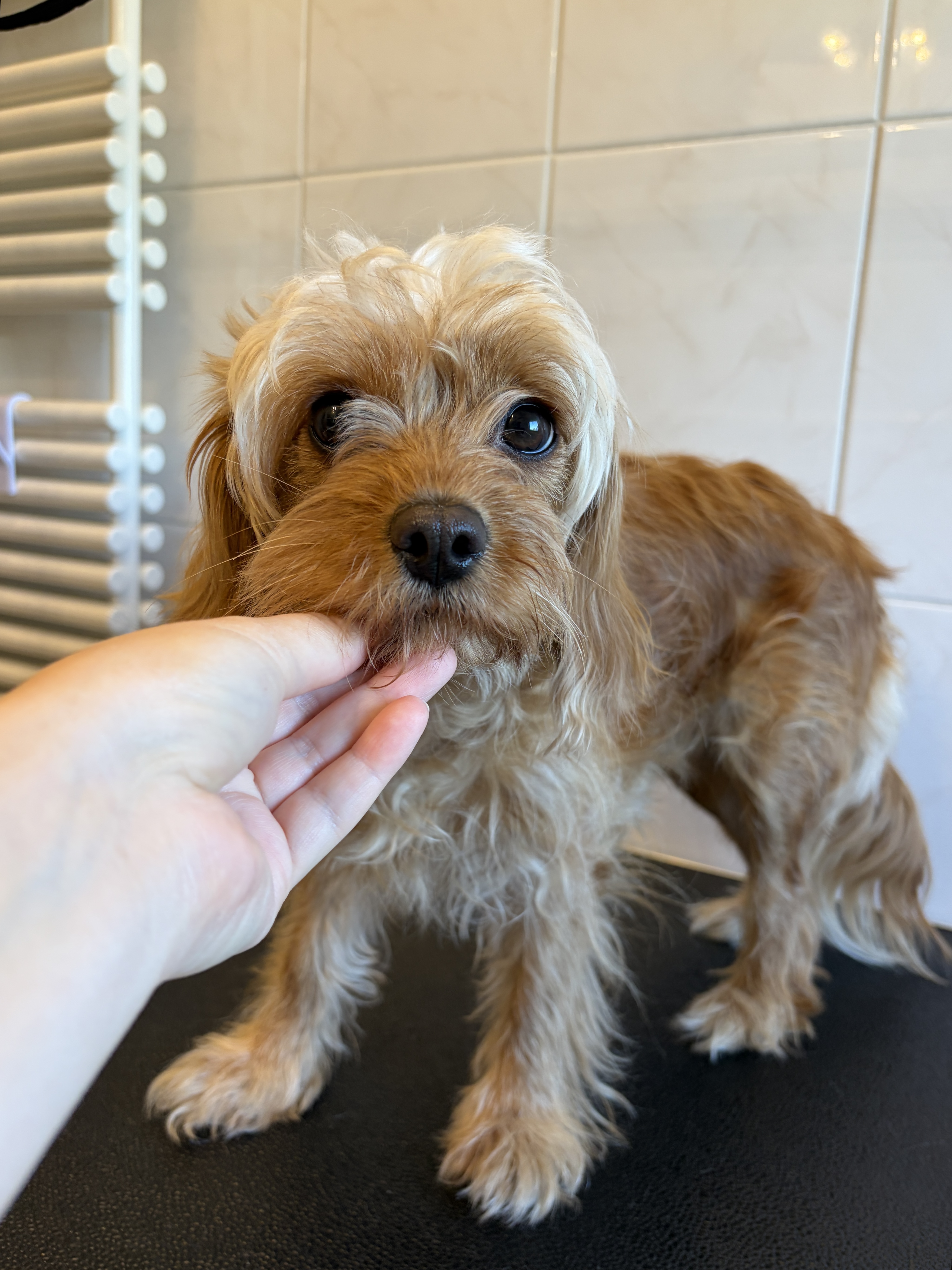 Cockapoo „Leeloo“ - 6 kg