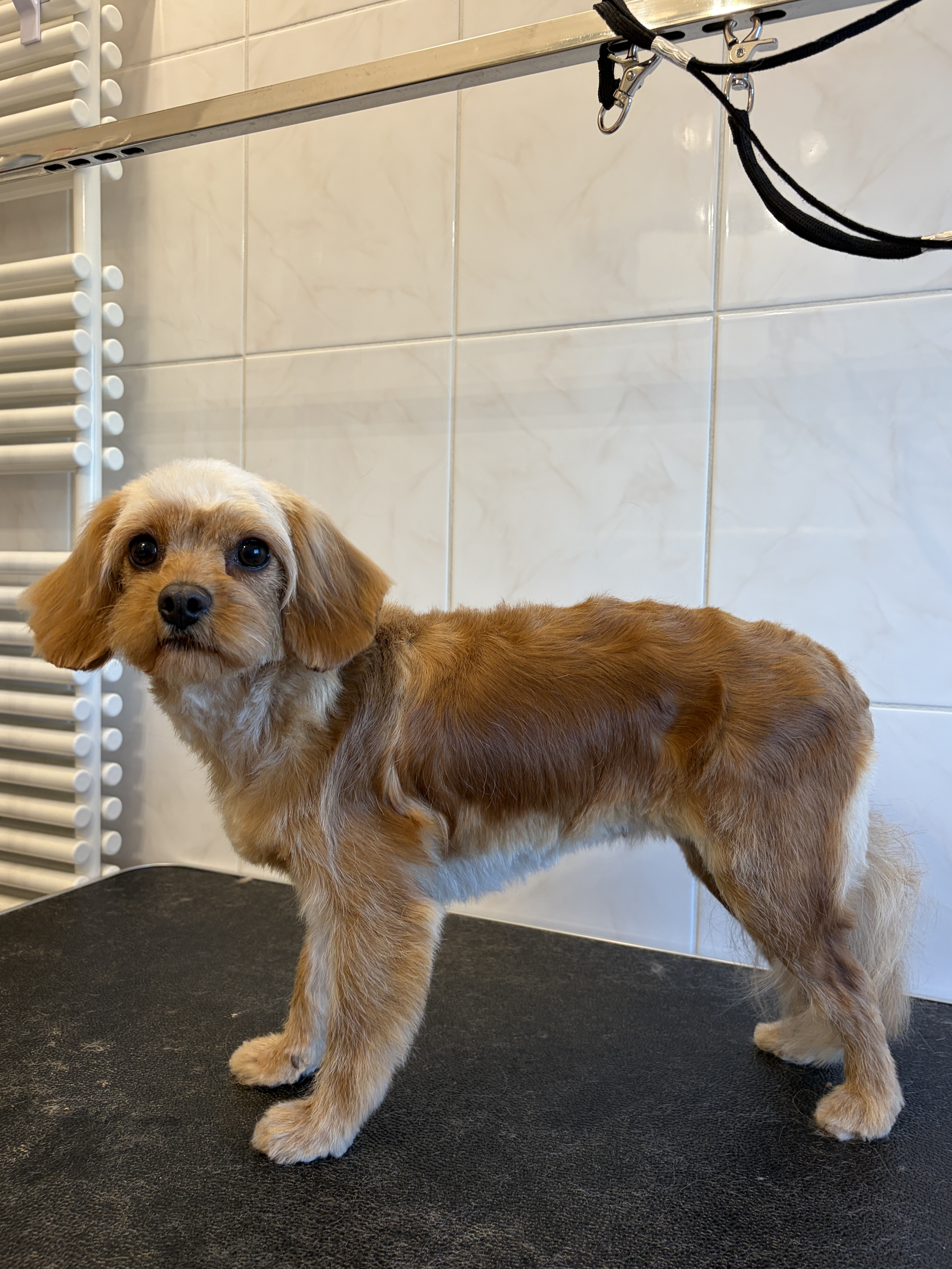 Cockapoo „Leeloo“ - 6 kg