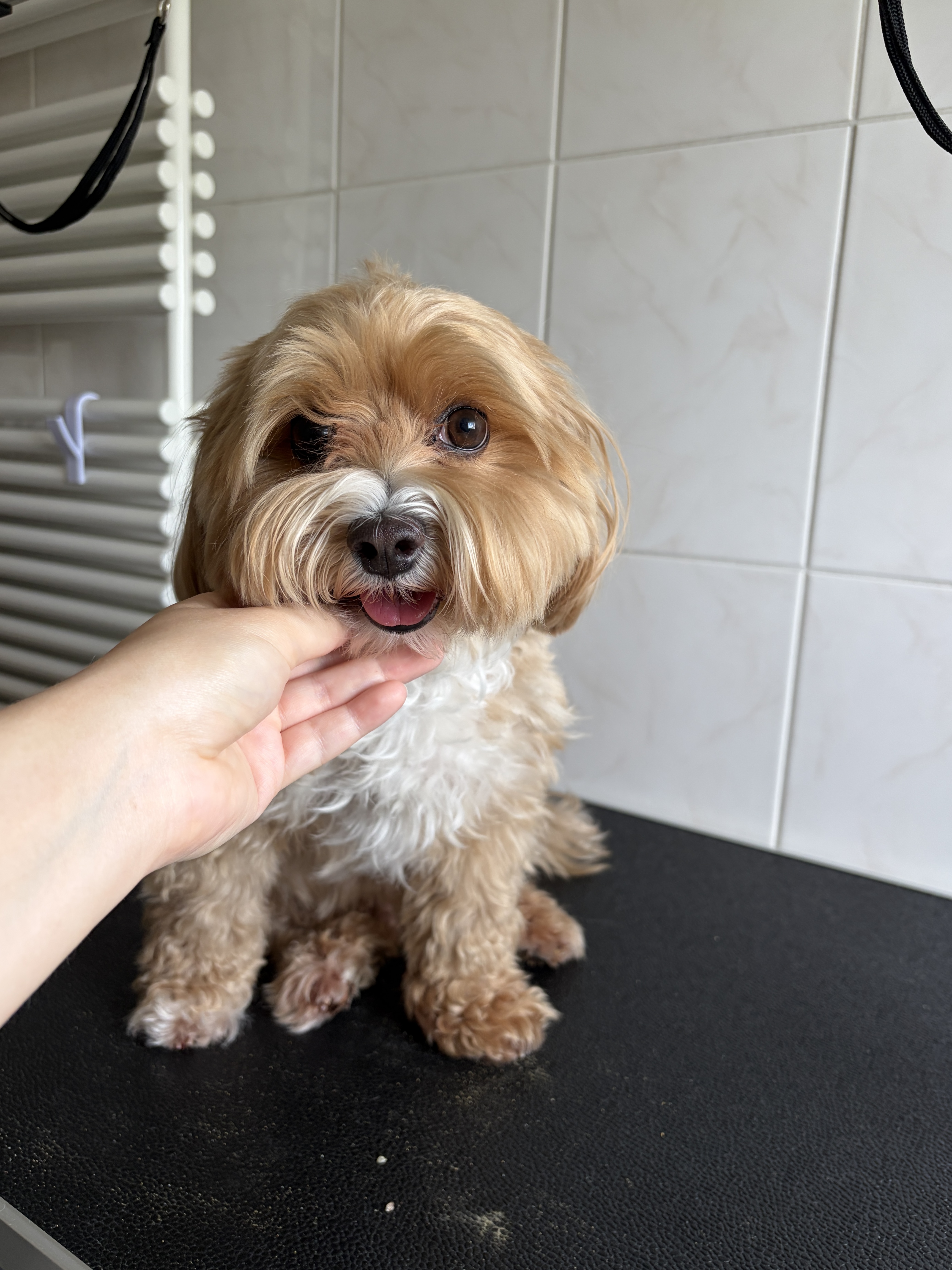 Maltipoo “Taffie” - 7 kg