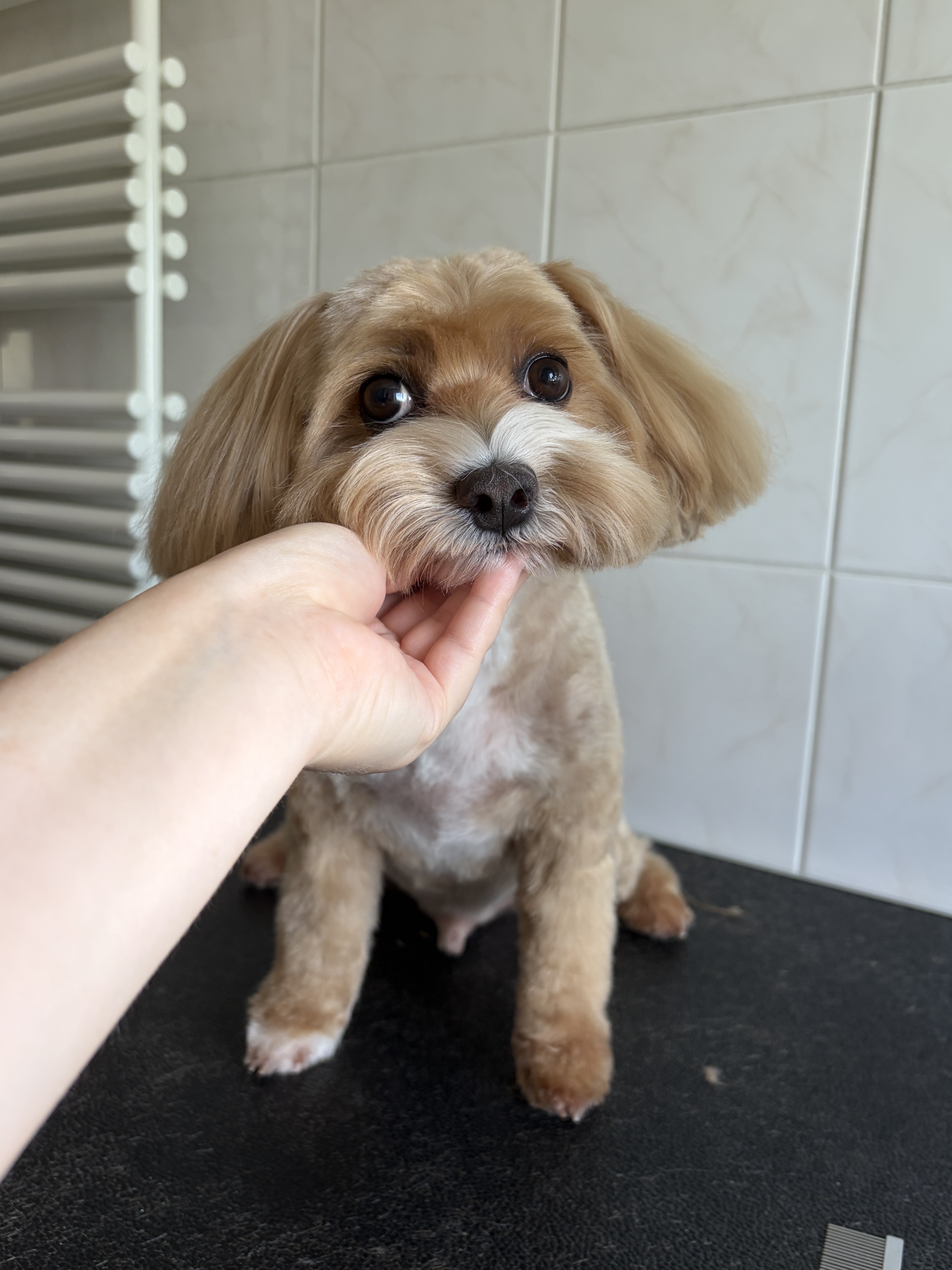 Maltipoo “Taffie” - 7 kg