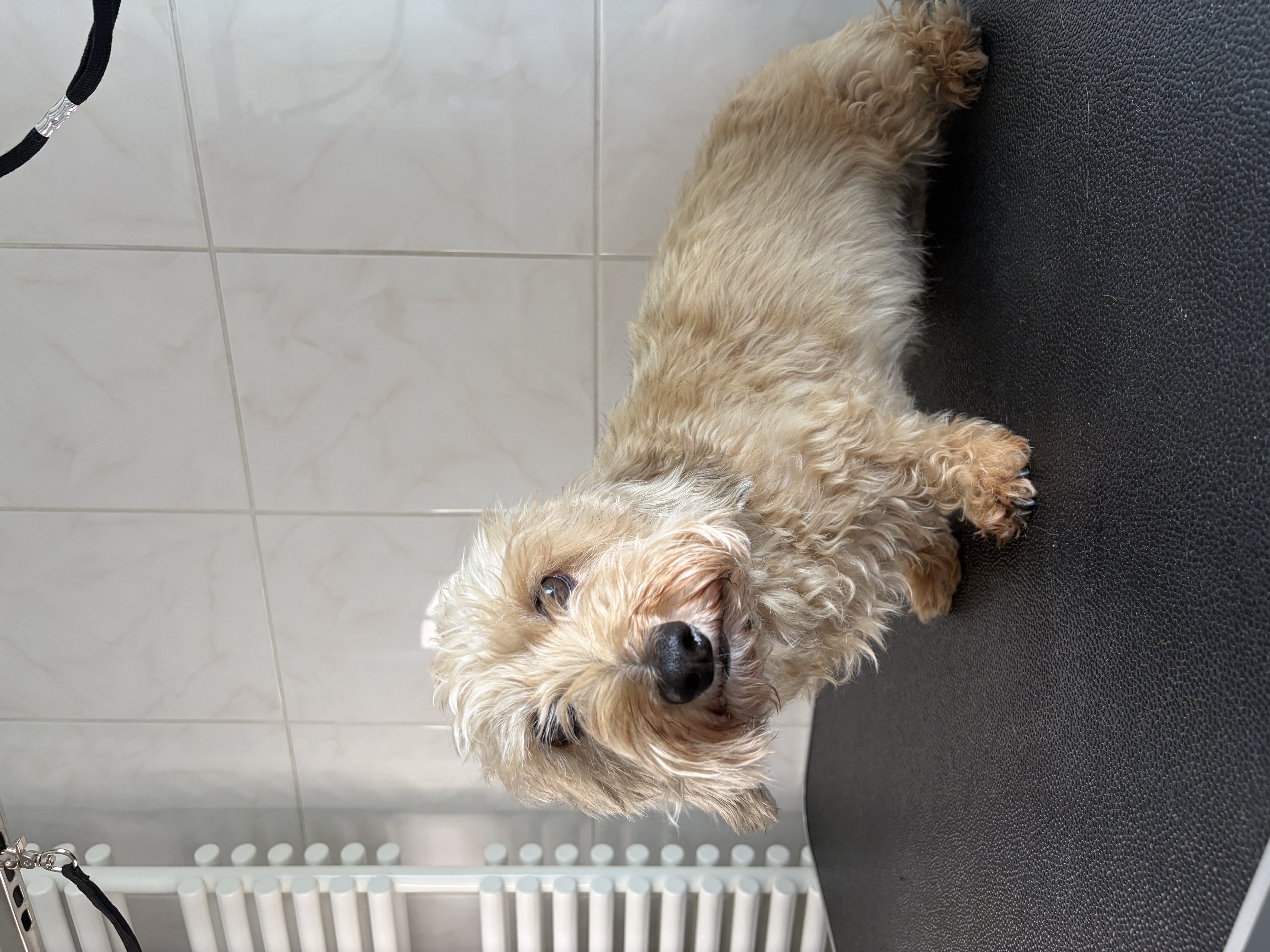Dachshund “Nettie” - 7 kg