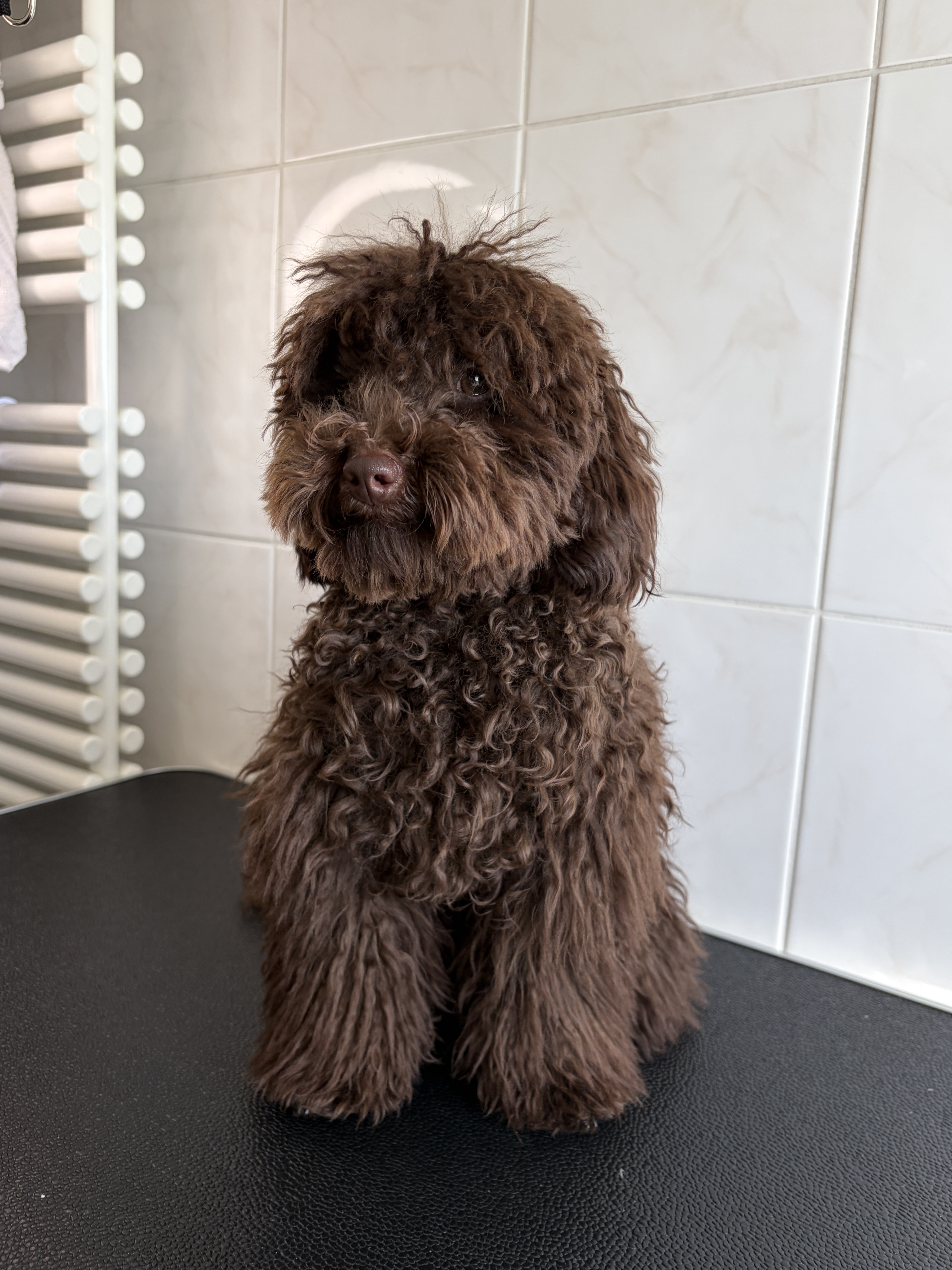 Poodle “Teddy” - 5 kg