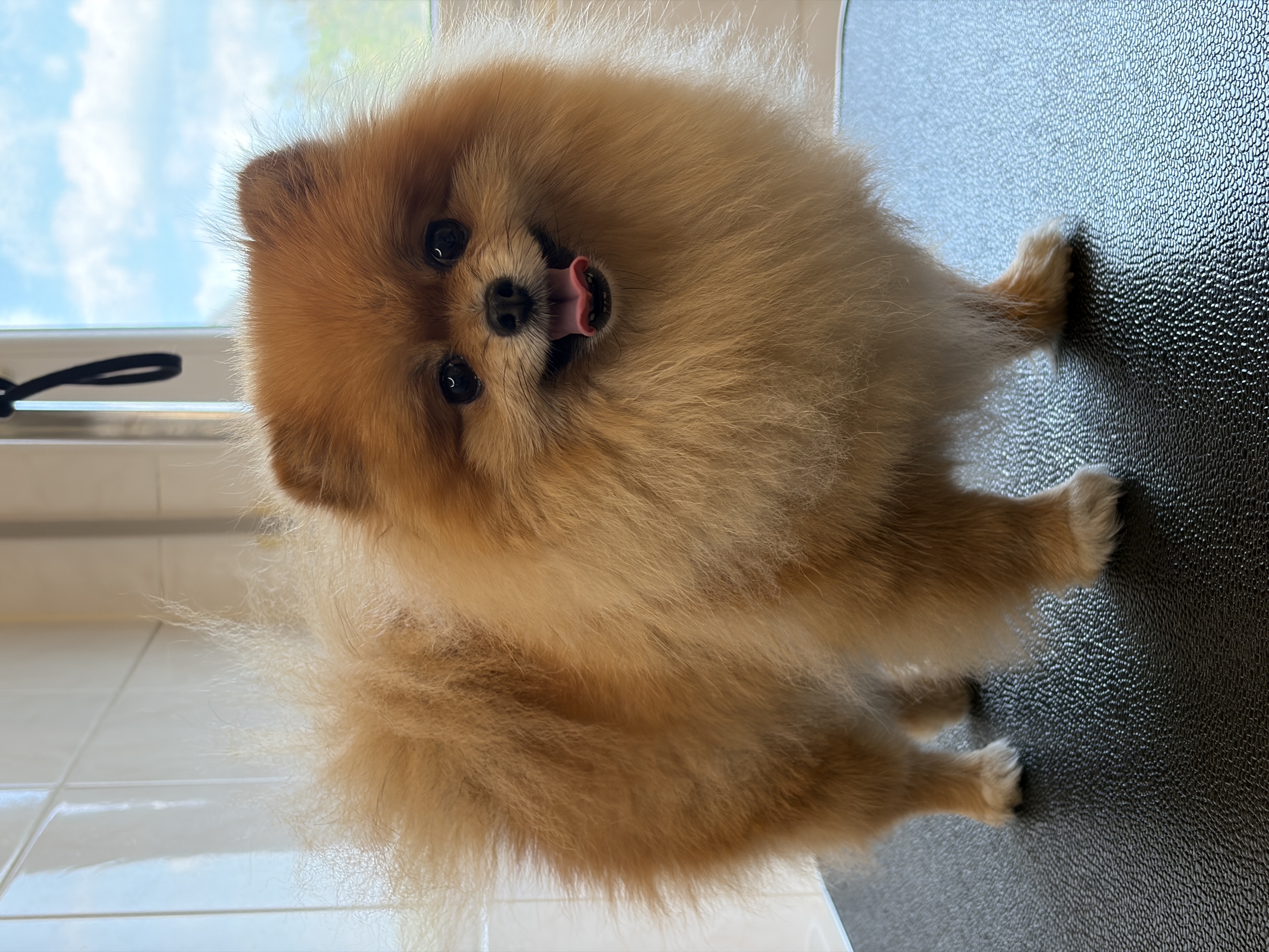 Pomeranian “Molly” - 3 kg
