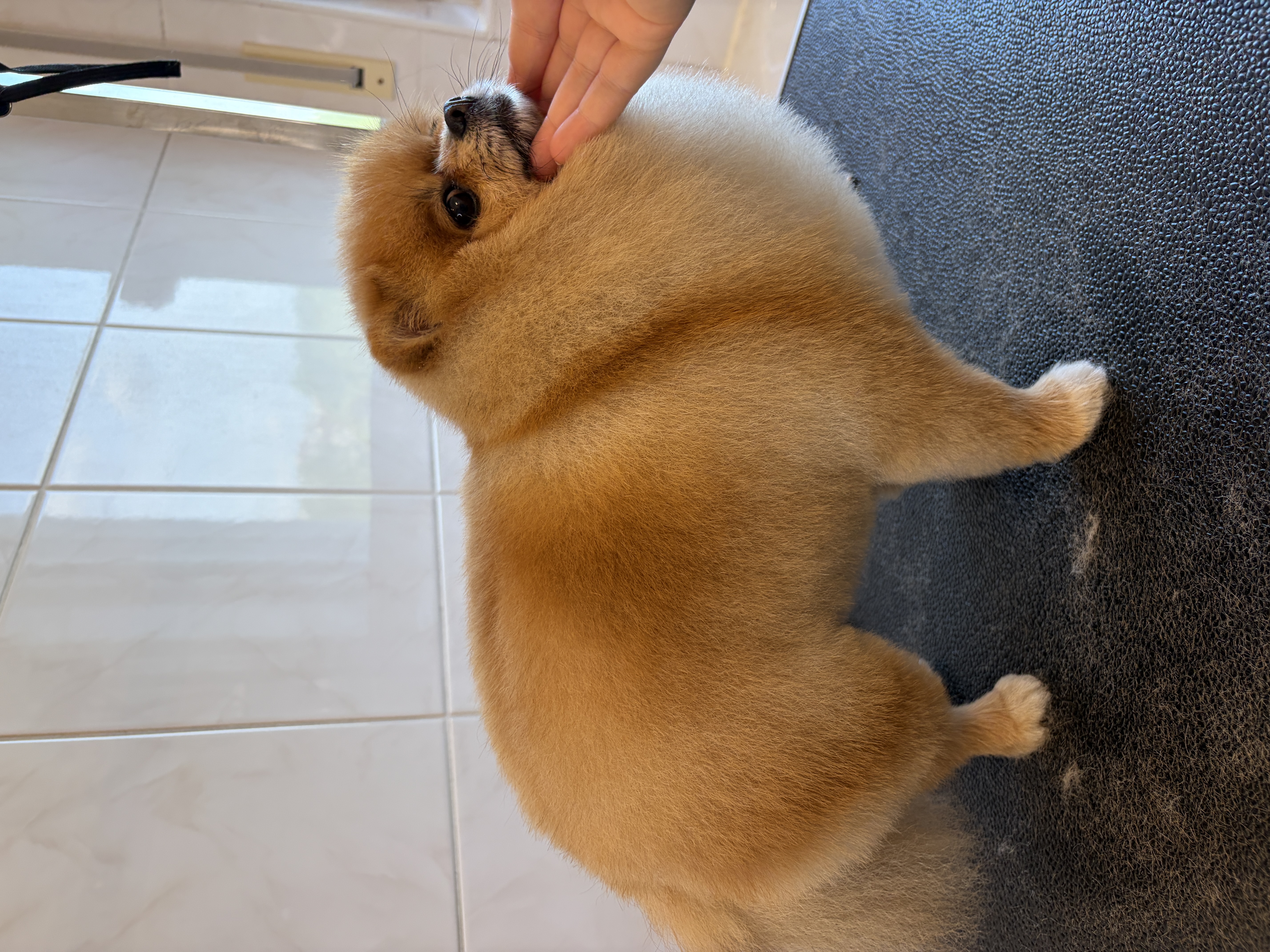 Pomeranian “Molly” - 3 kg