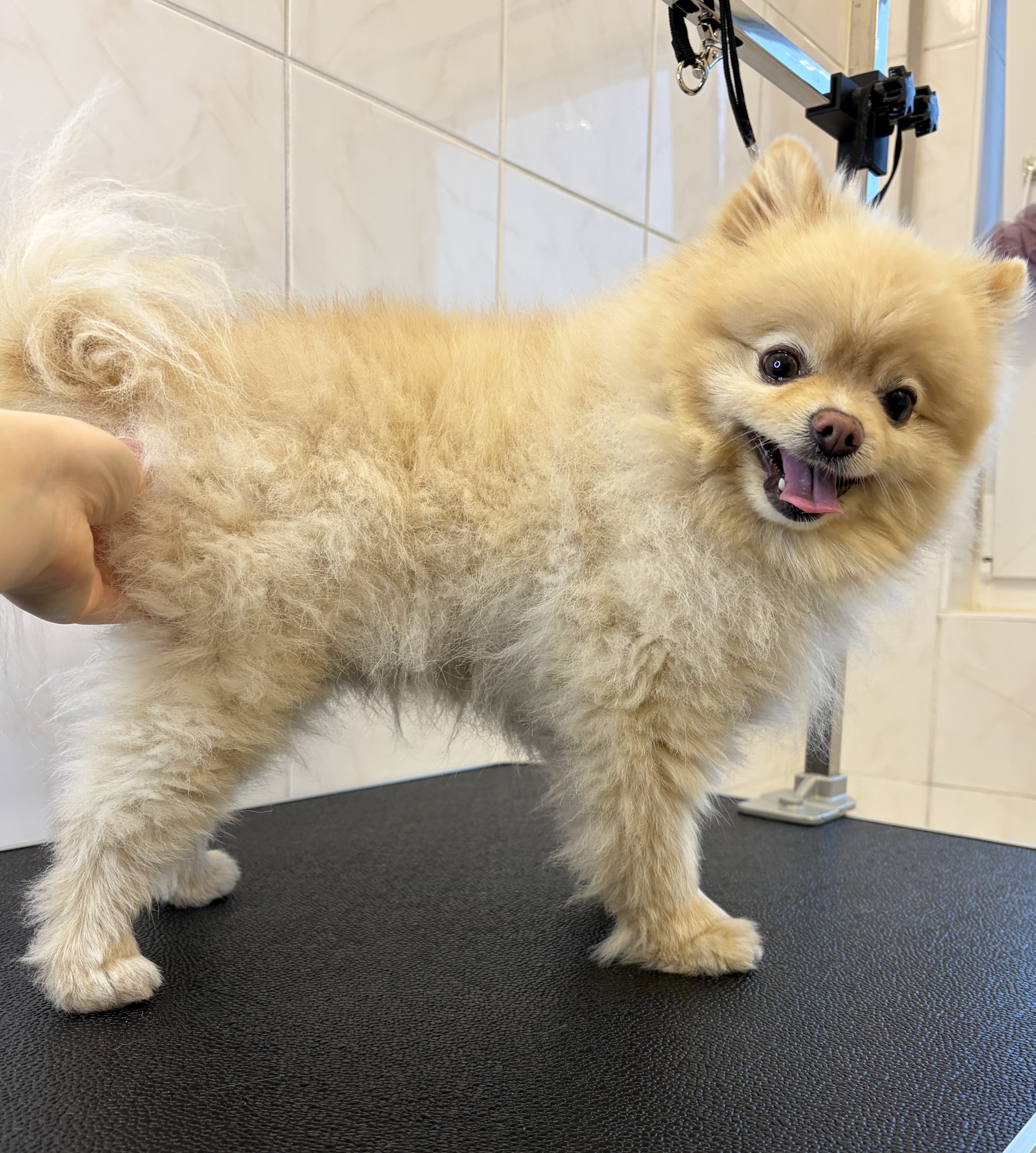 Pomeranian “Ted”