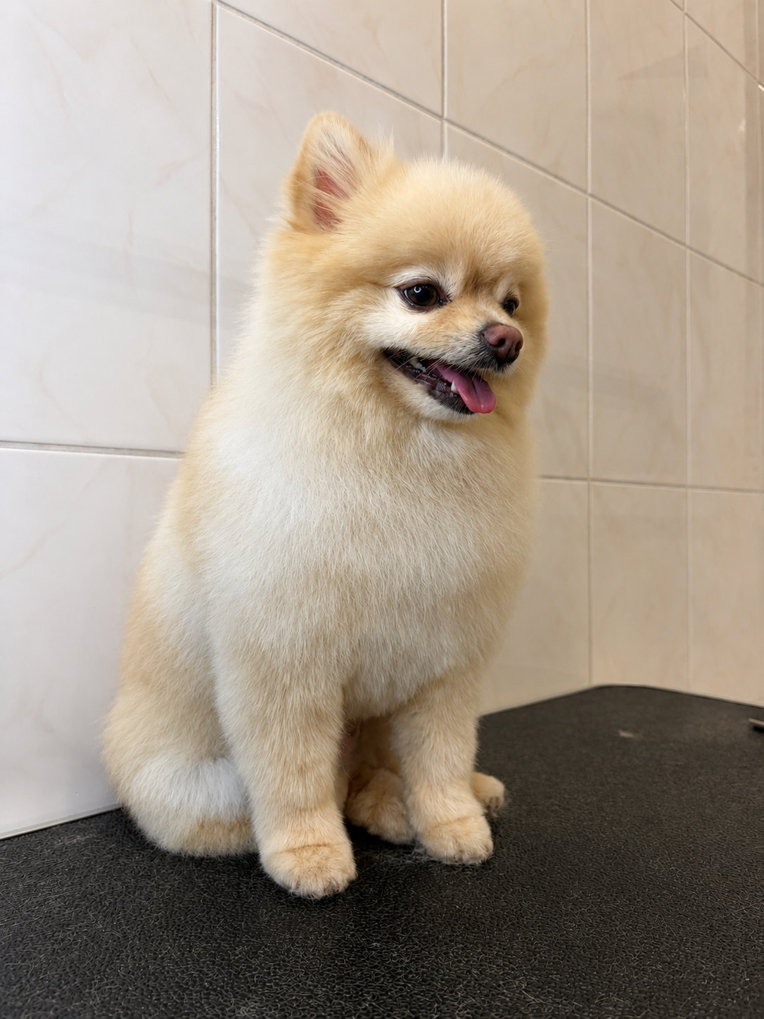 Pomeranian “Ted”