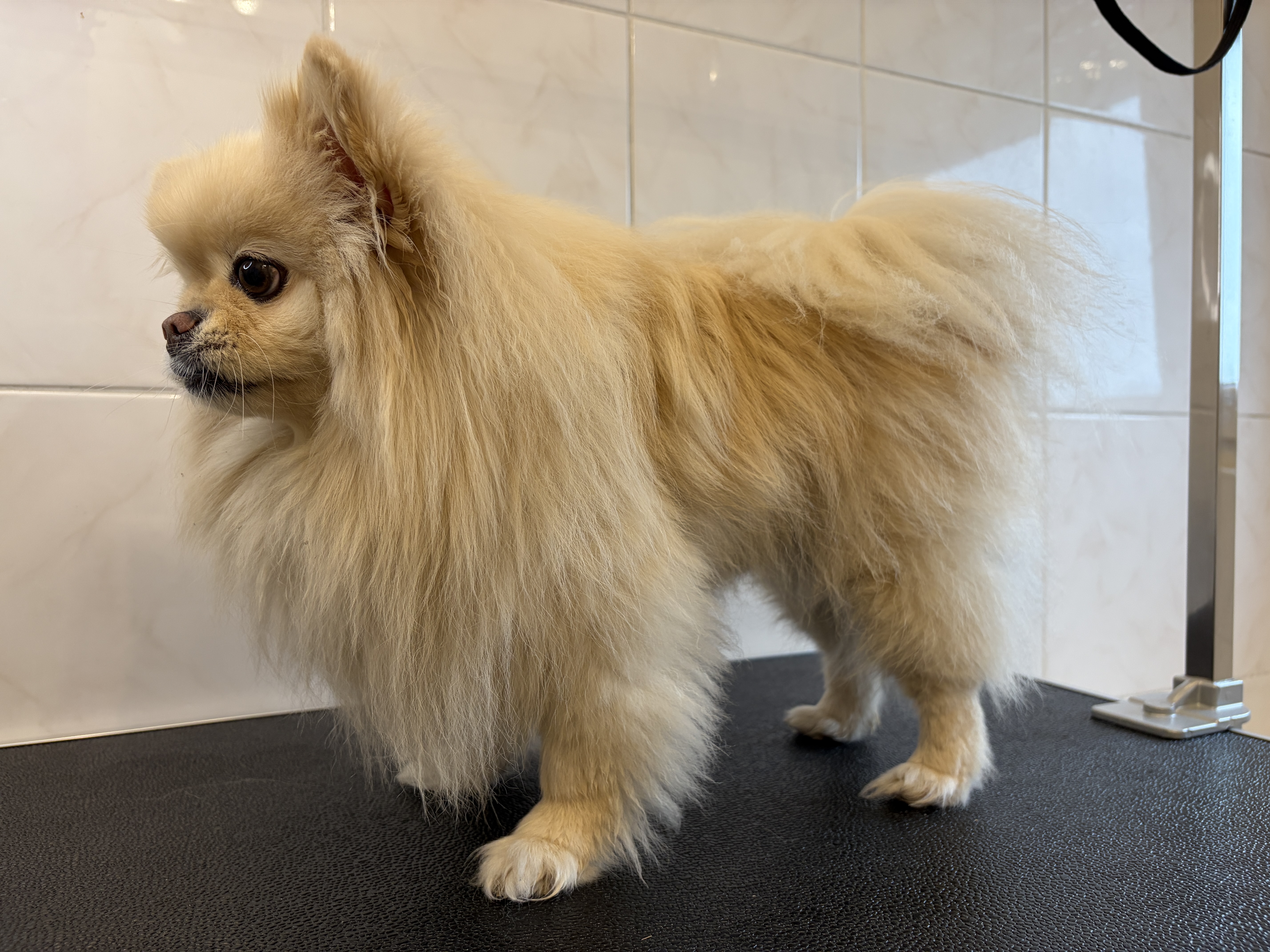 Pomeranian “Dunya“ - 4 kg