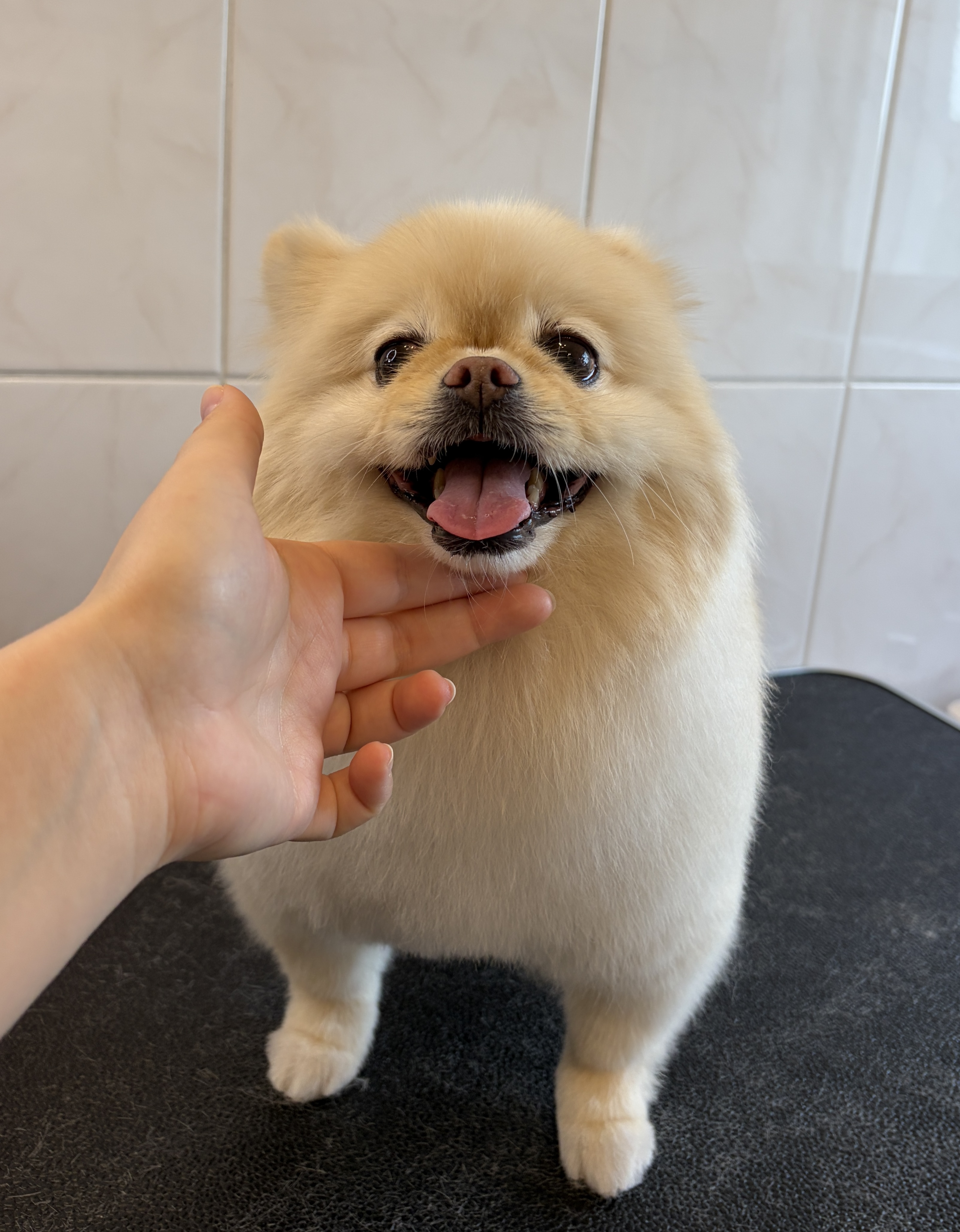 Pomeranian “Dunya“ - 4 kg