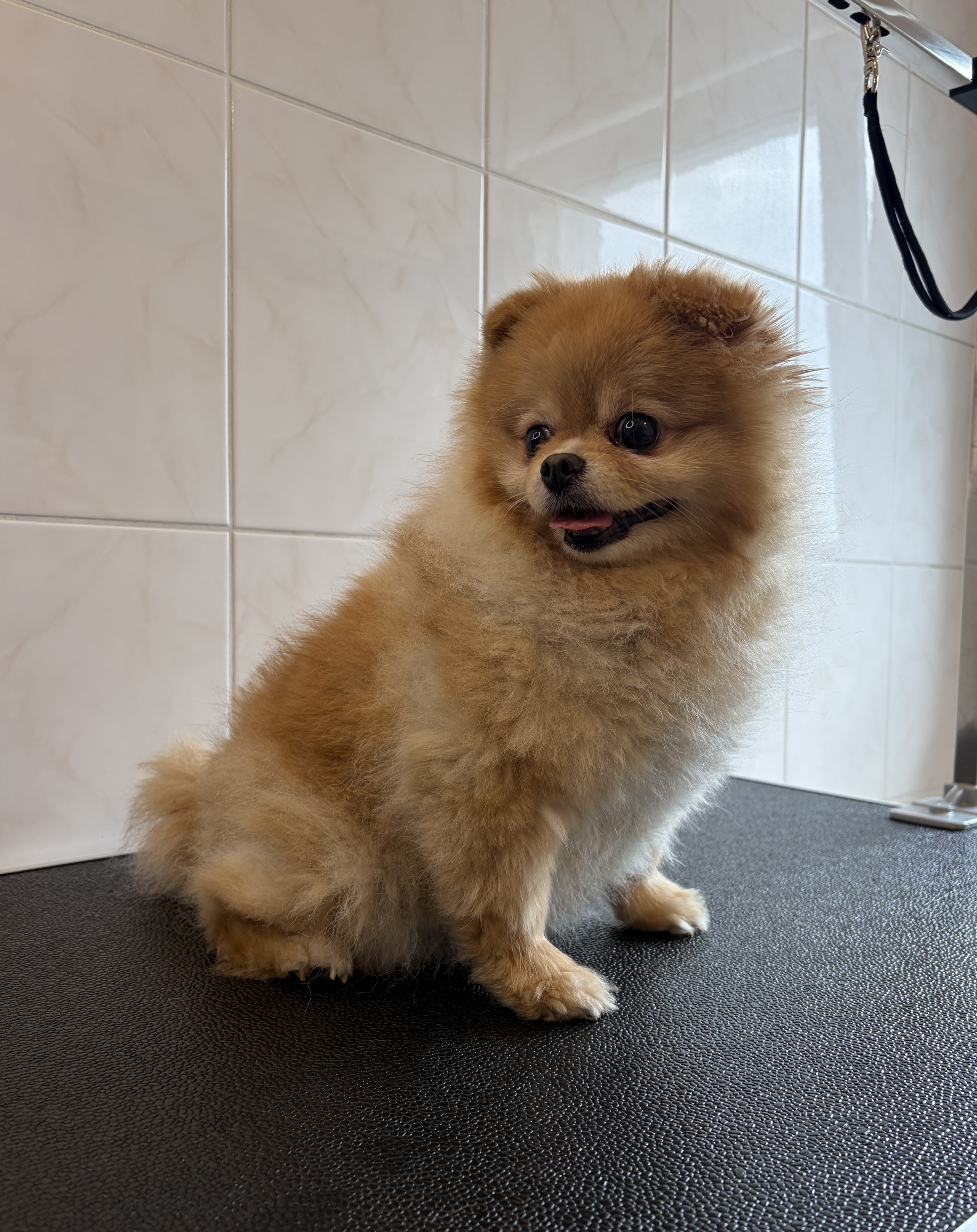Pomeranian „Fabie“ - 3 kg