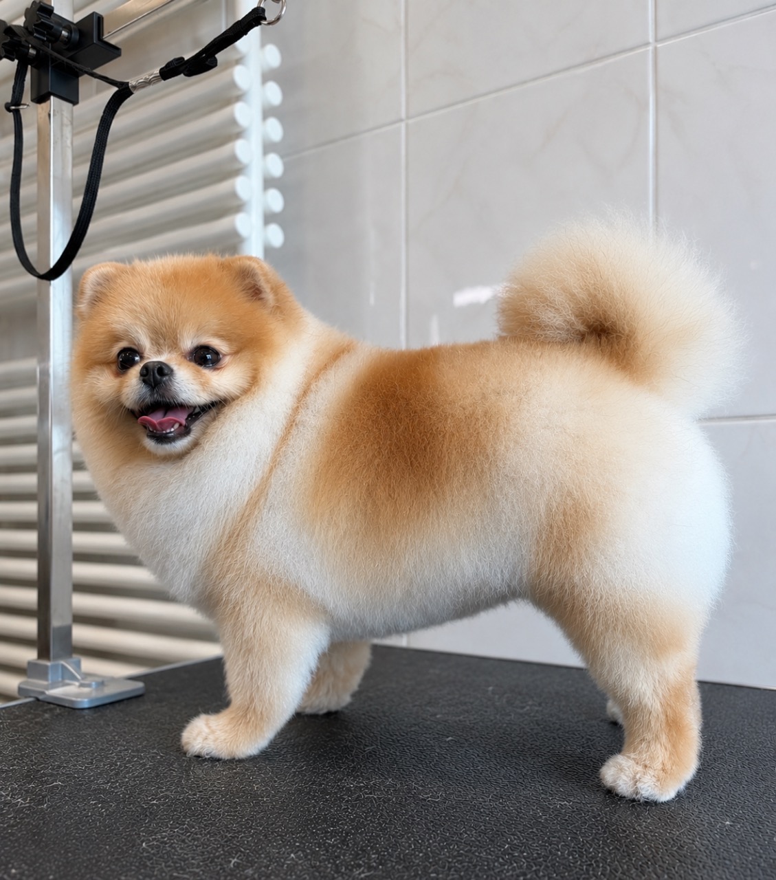 Pomeranian „Fabie“ - 3 kg