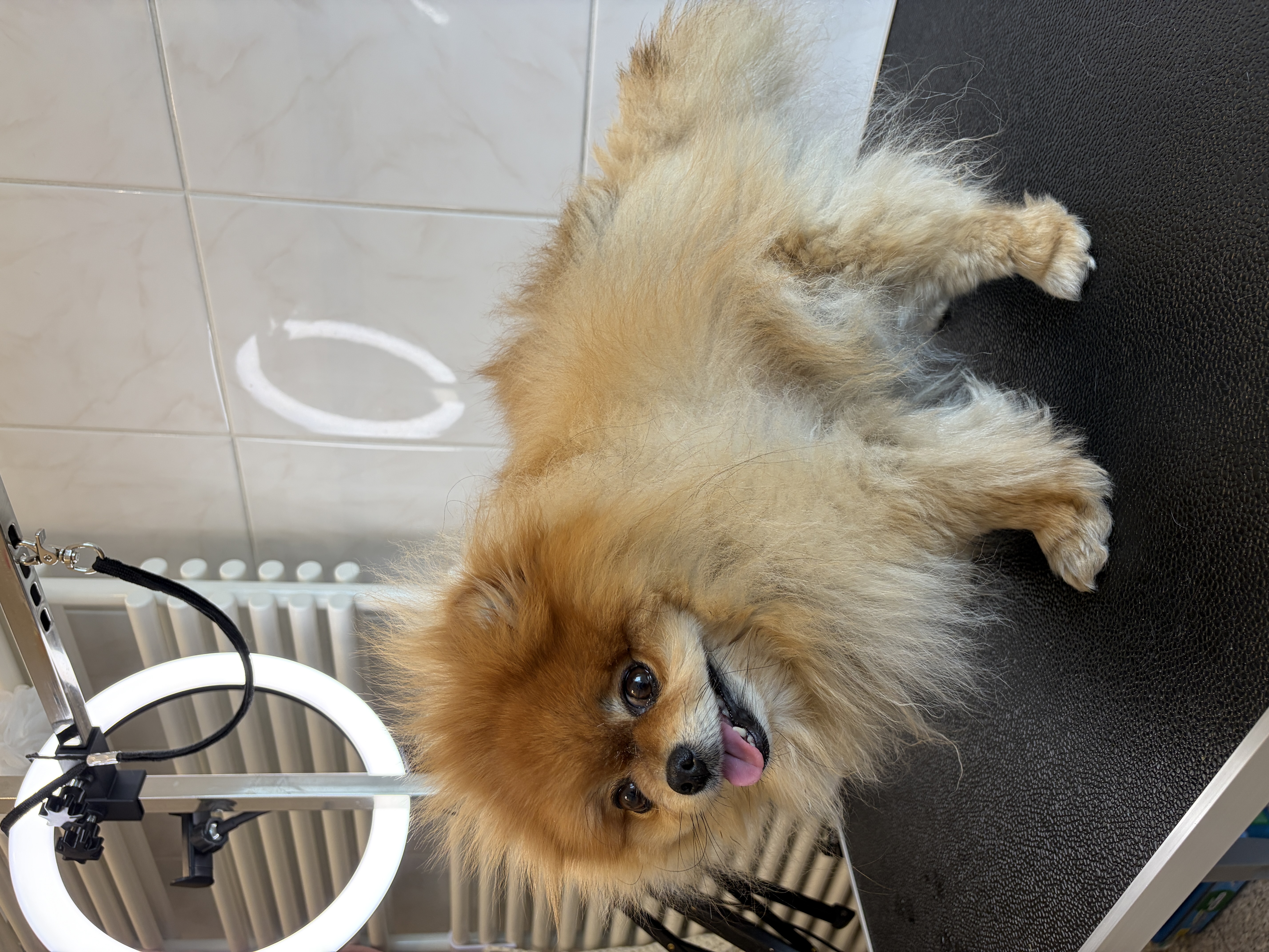 Pomeranian „Melo“ - 3 kg