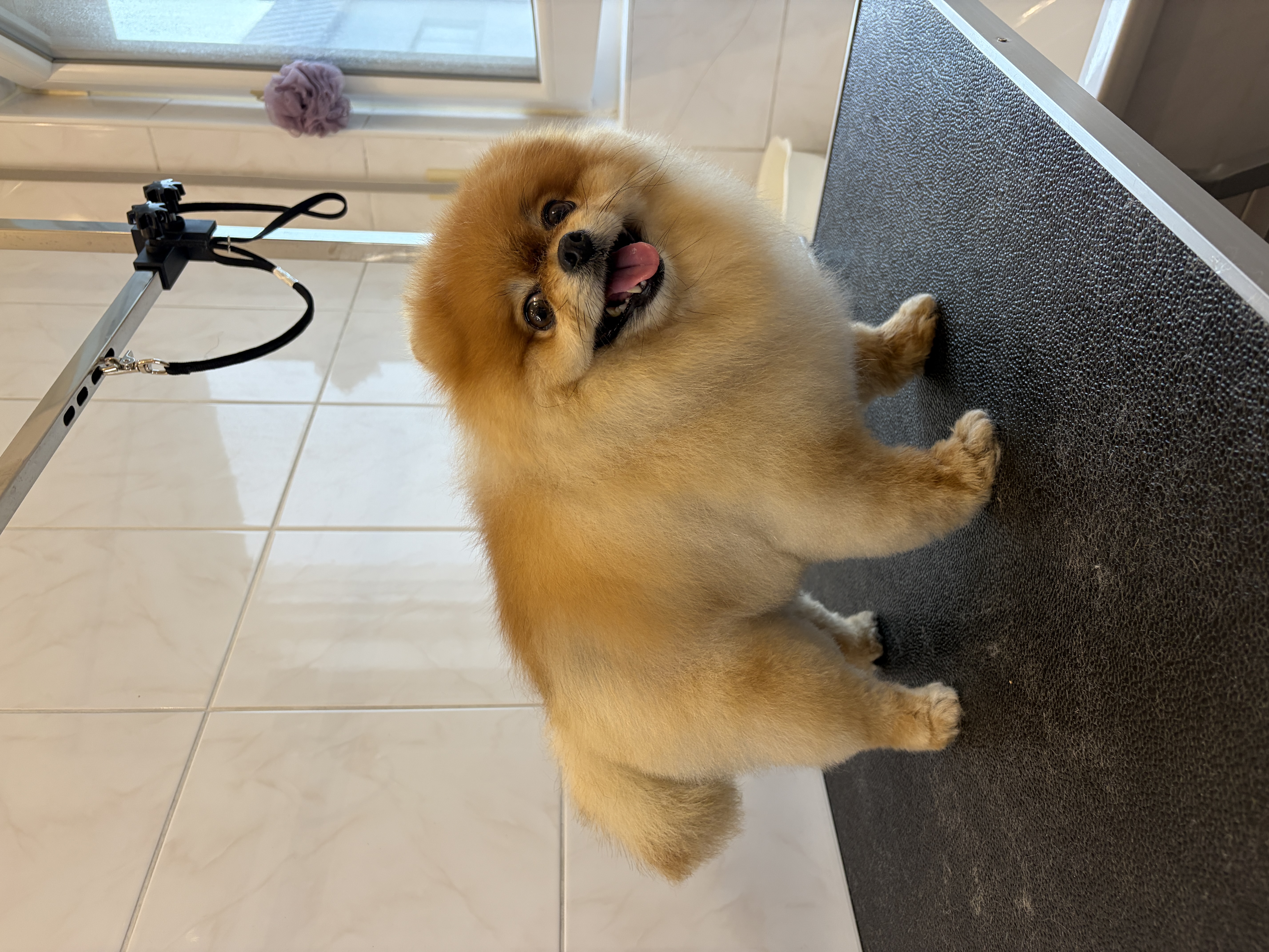 Pomeranian „Melo“ - 3 kg