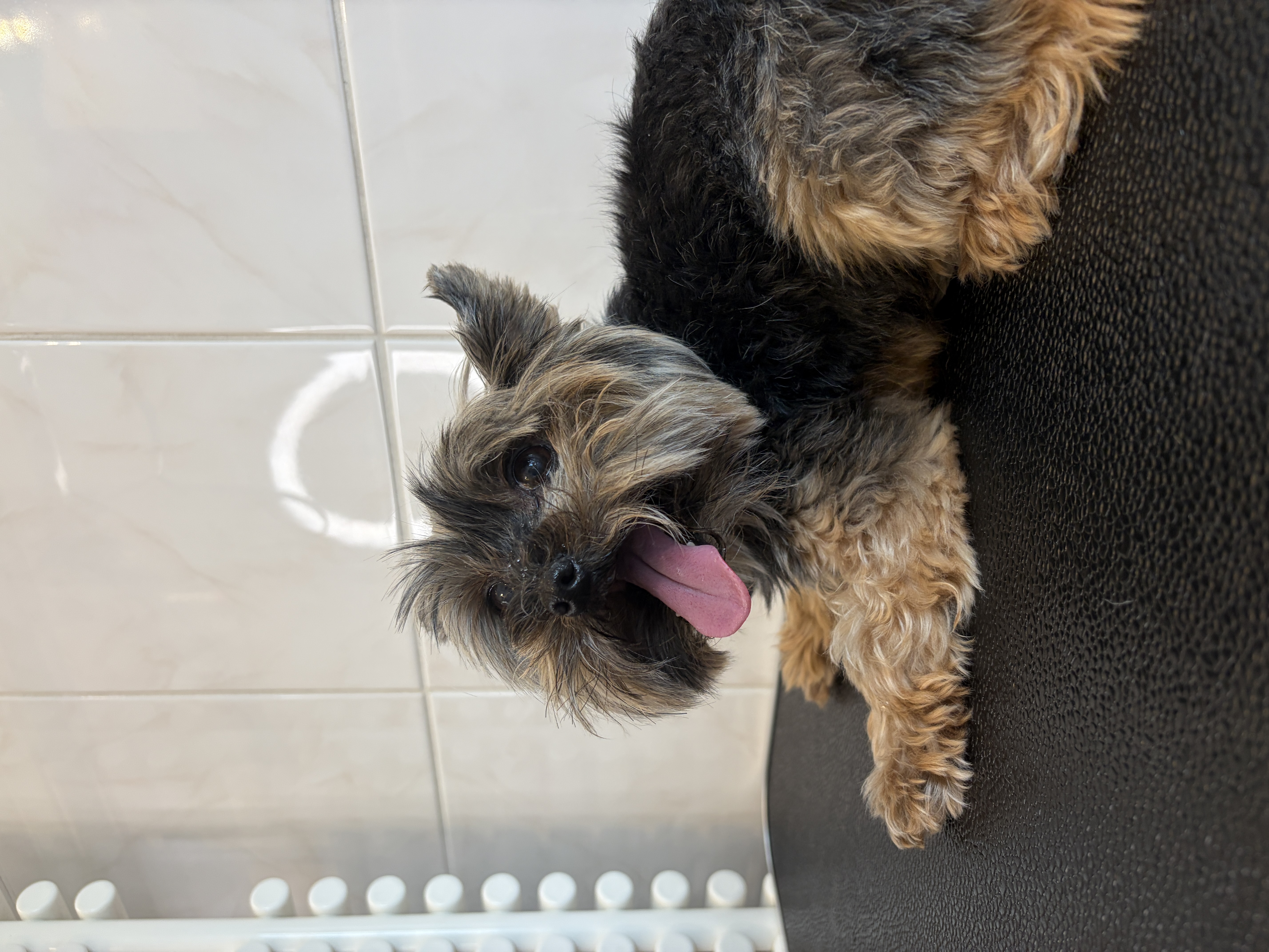 Yorkshire Terrier “Emmy” 