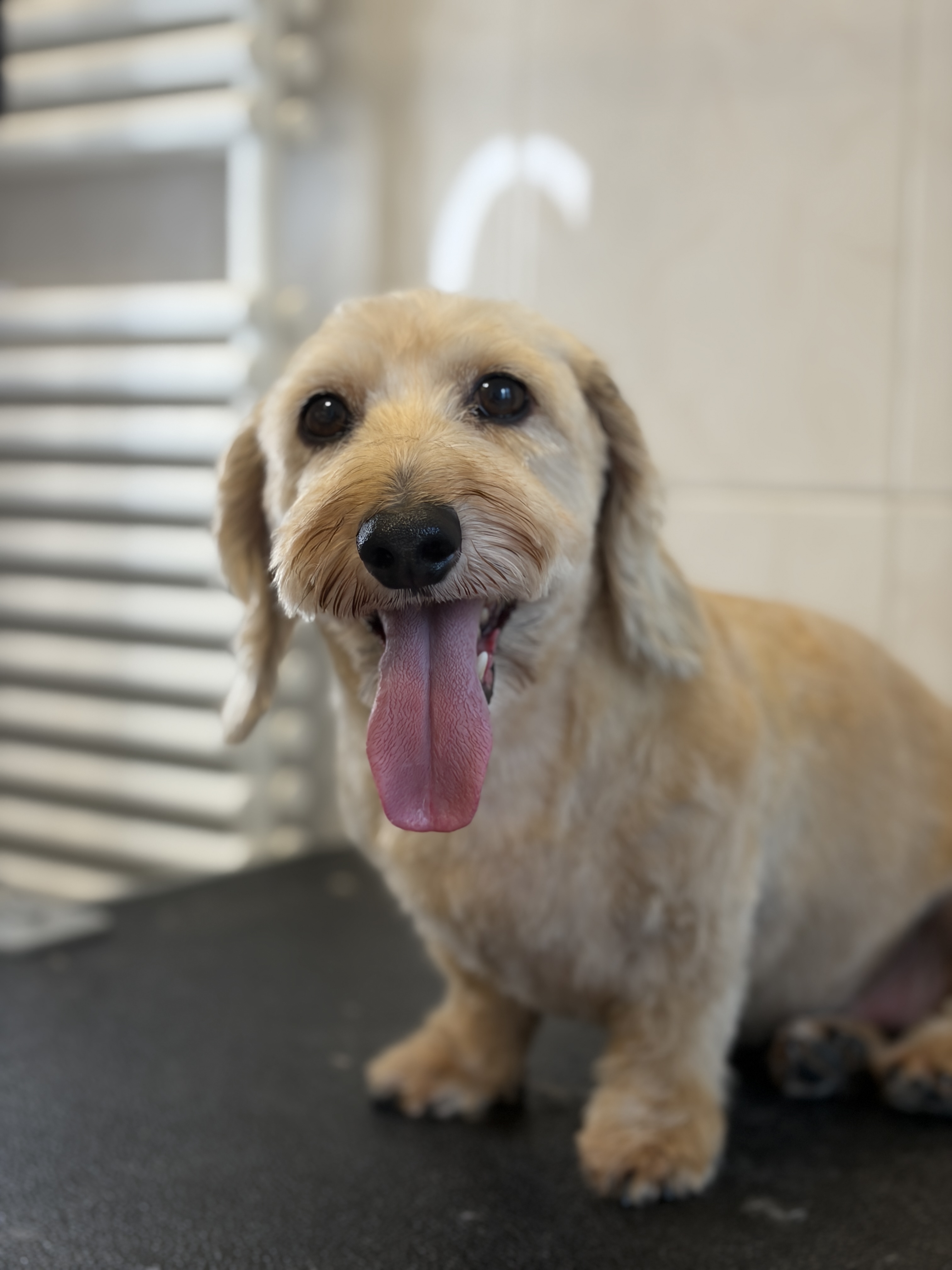 Dachshund “Nettie” - 7 kg