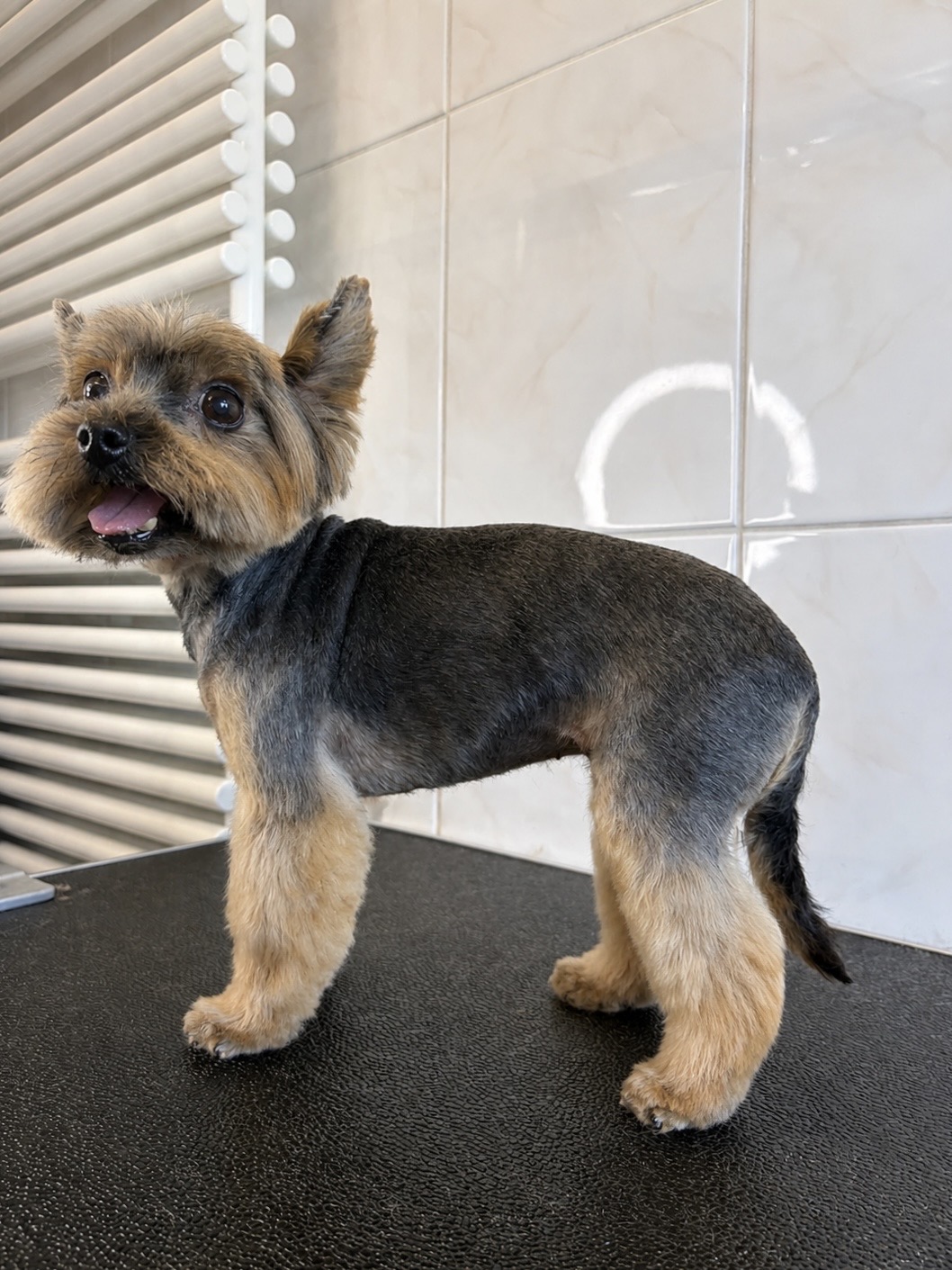 Yorkshire Terrier “Emmy” 