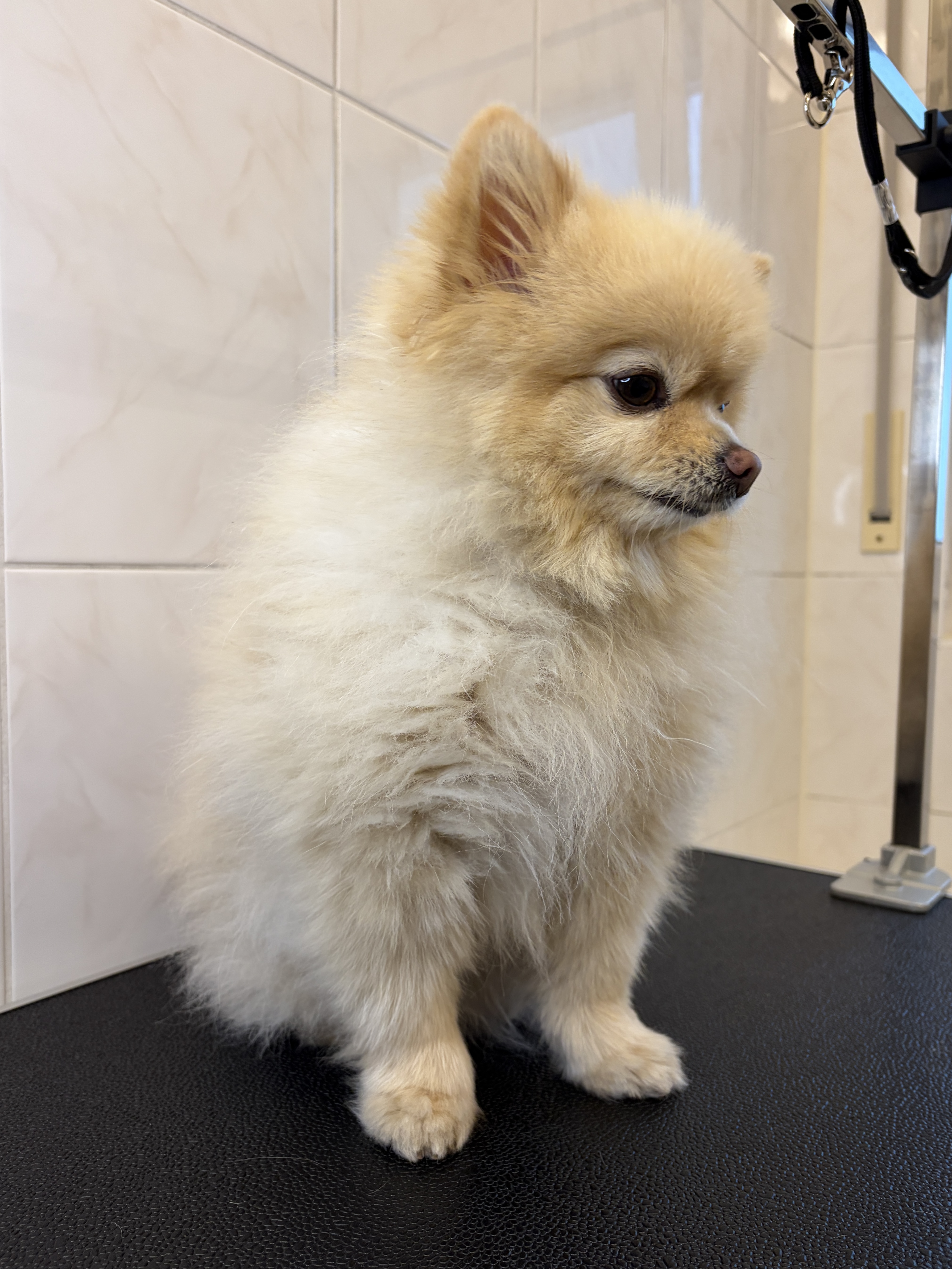 Pomeranian “Ted”