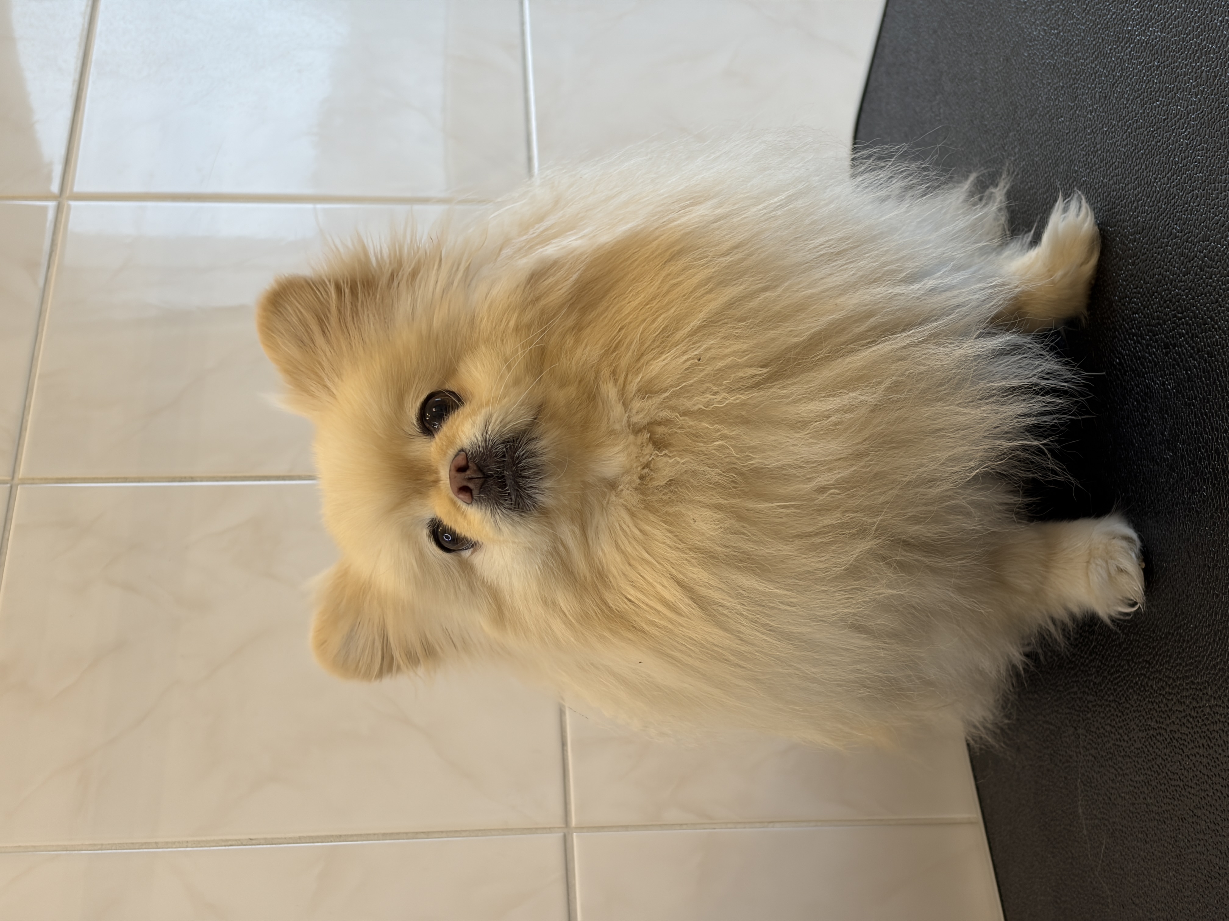 Pomeranian “Dunya“ - 4 kg