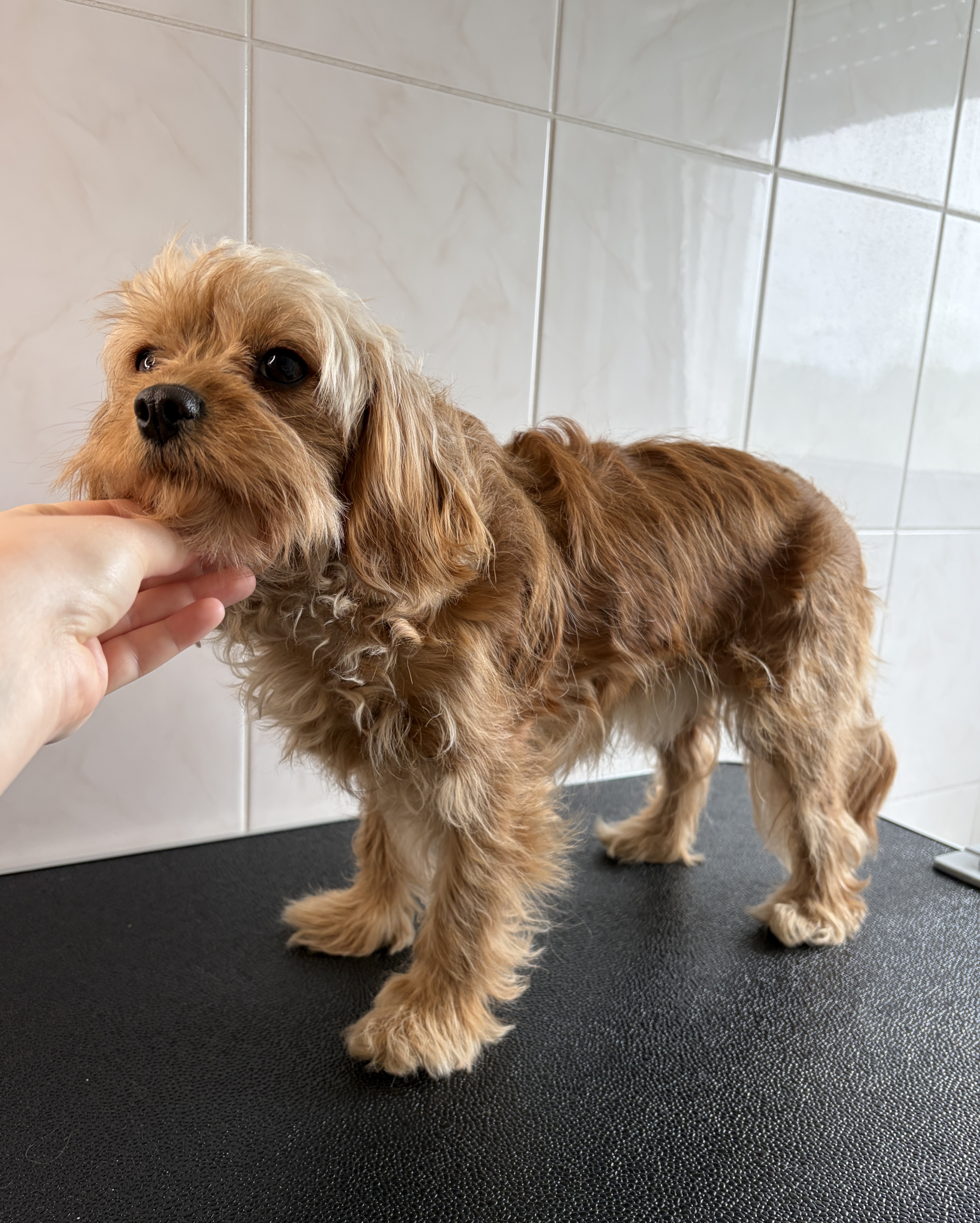 Cockapoo „Leeloo“ - 6 kg
