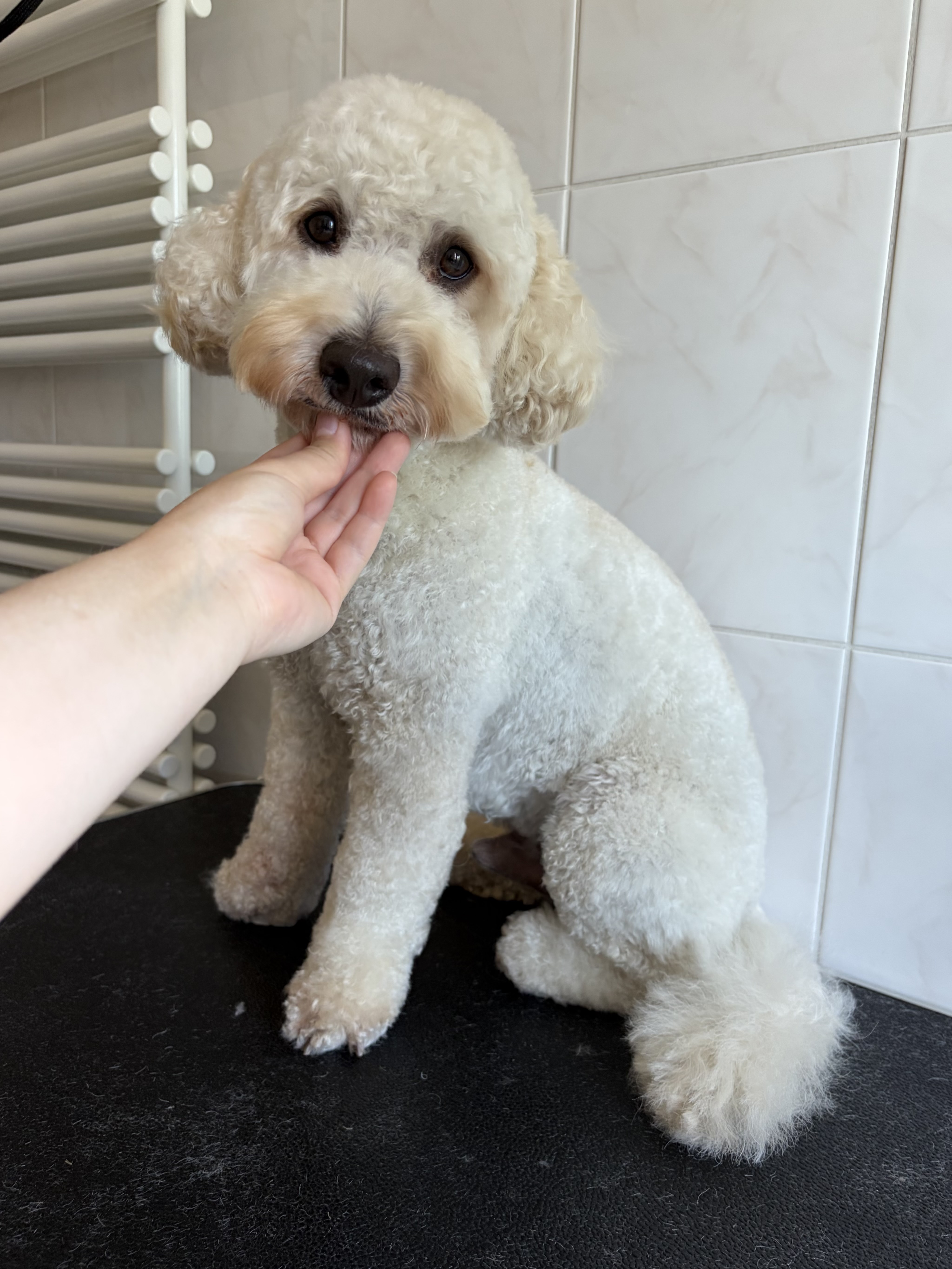 Poodle “Chapi” - 12 kg