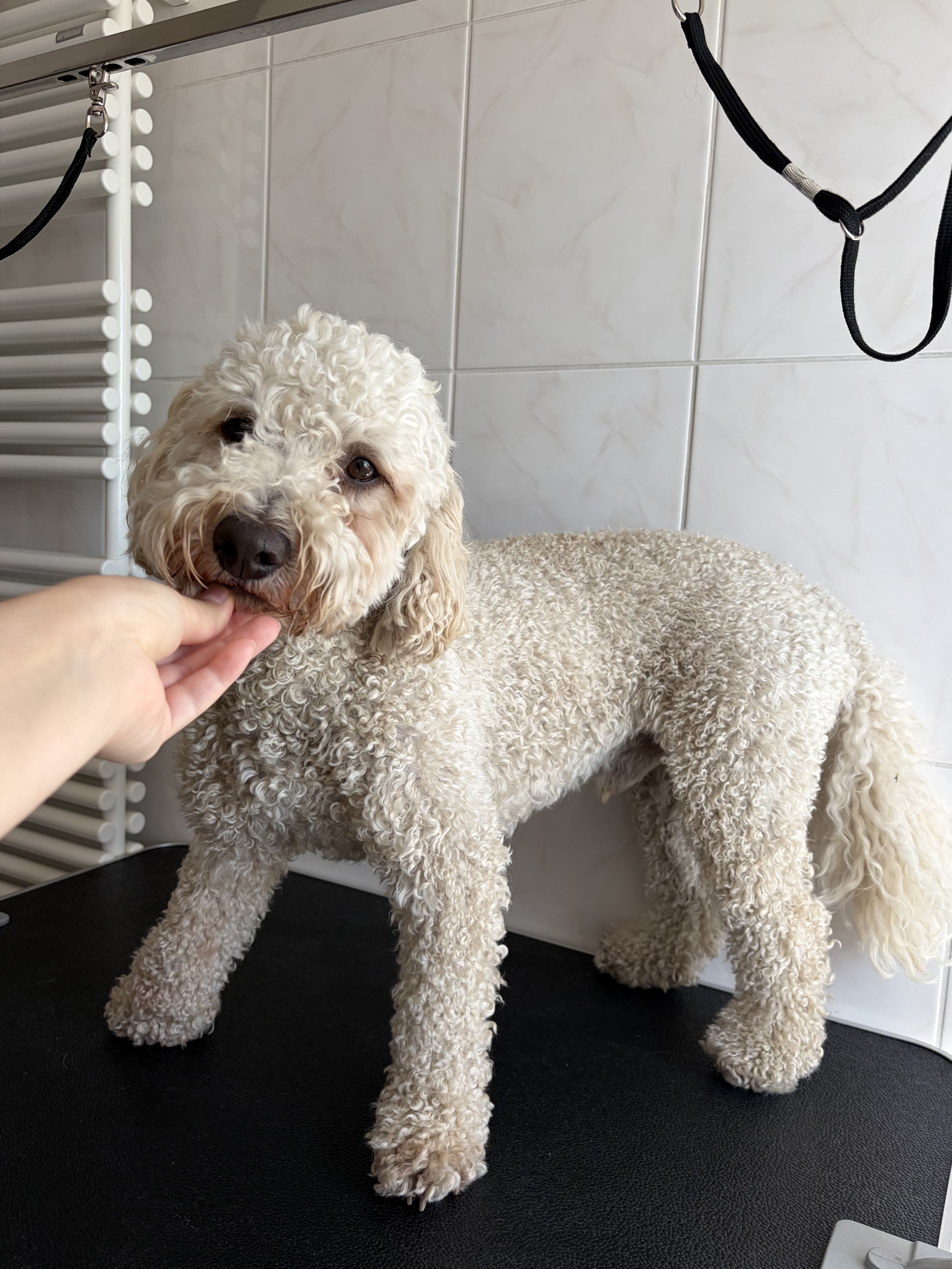Poodle “Chapi” - 12 kg