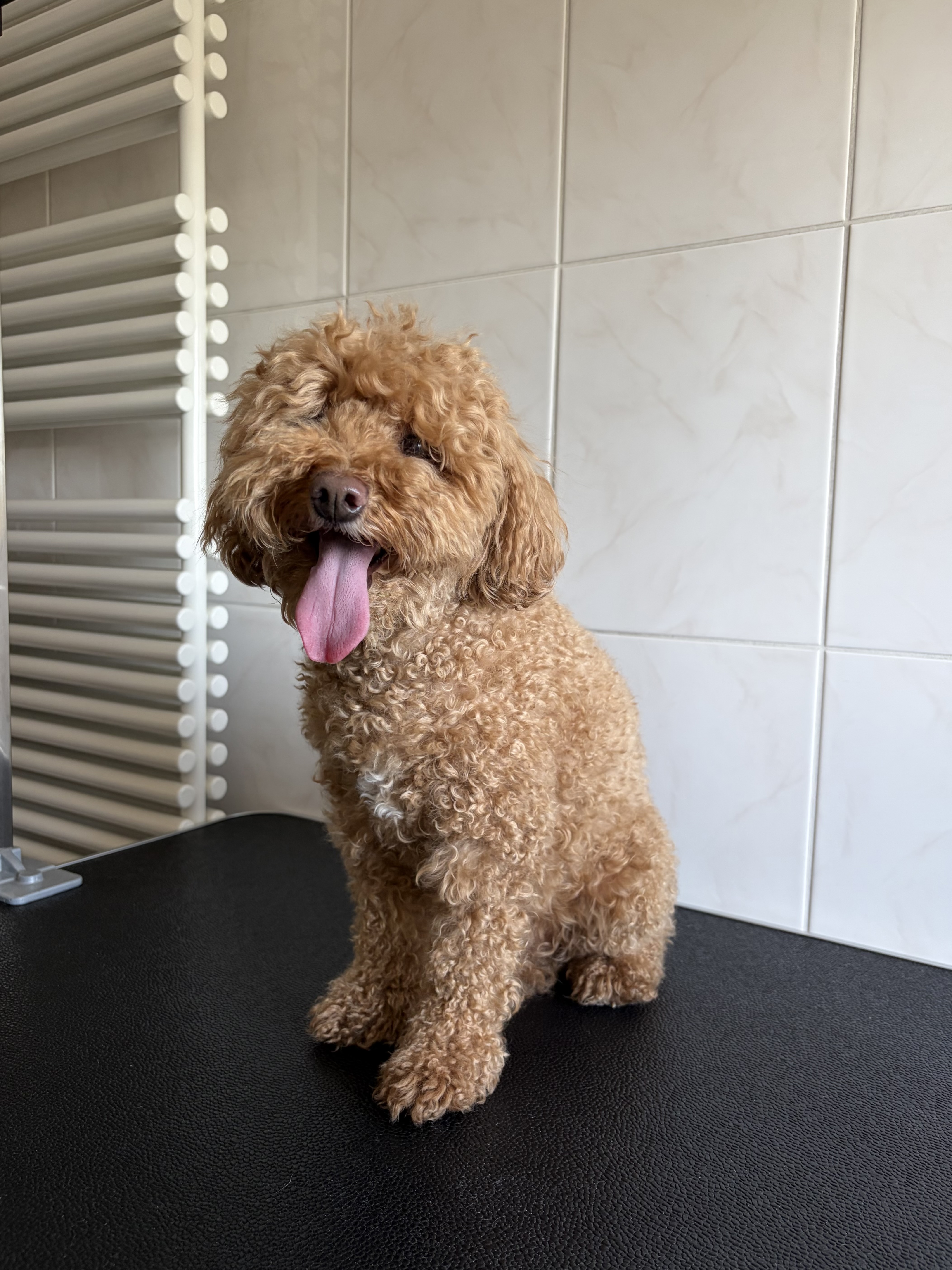 Poodle «Feya» - 5 kg
