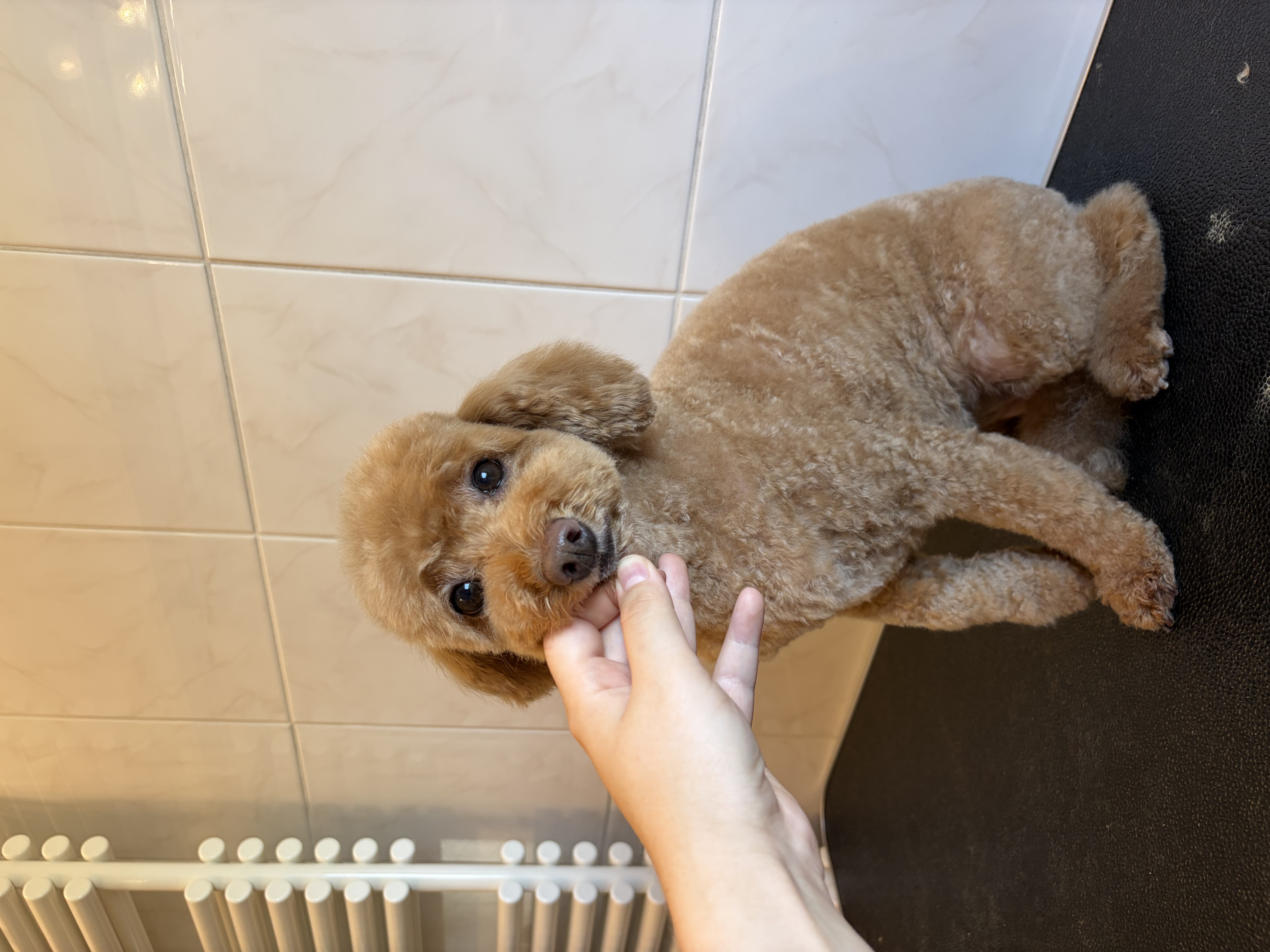 Poodle «Feya» - 5 kg