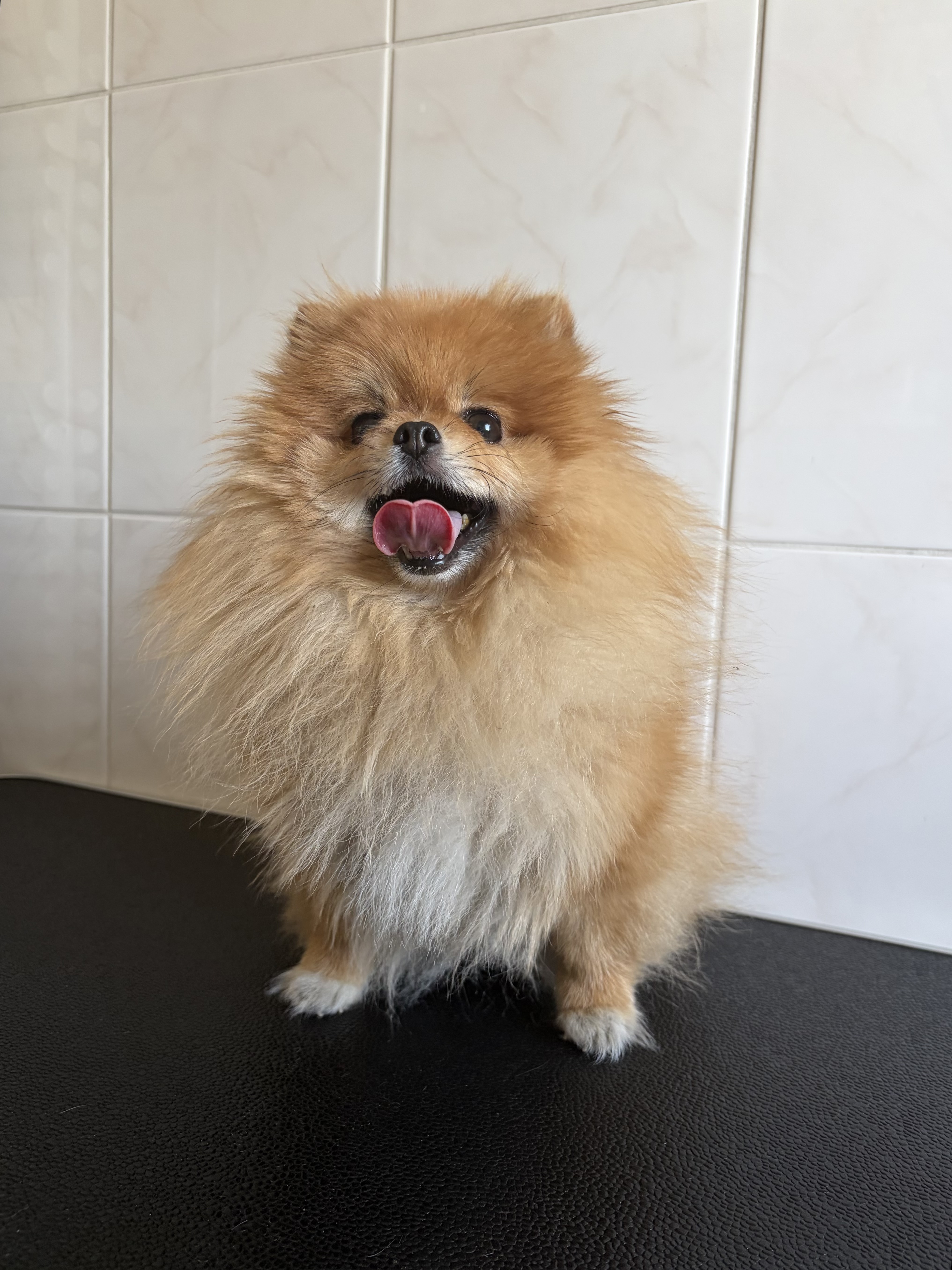 Pomeranian “Molly” - 3 kg