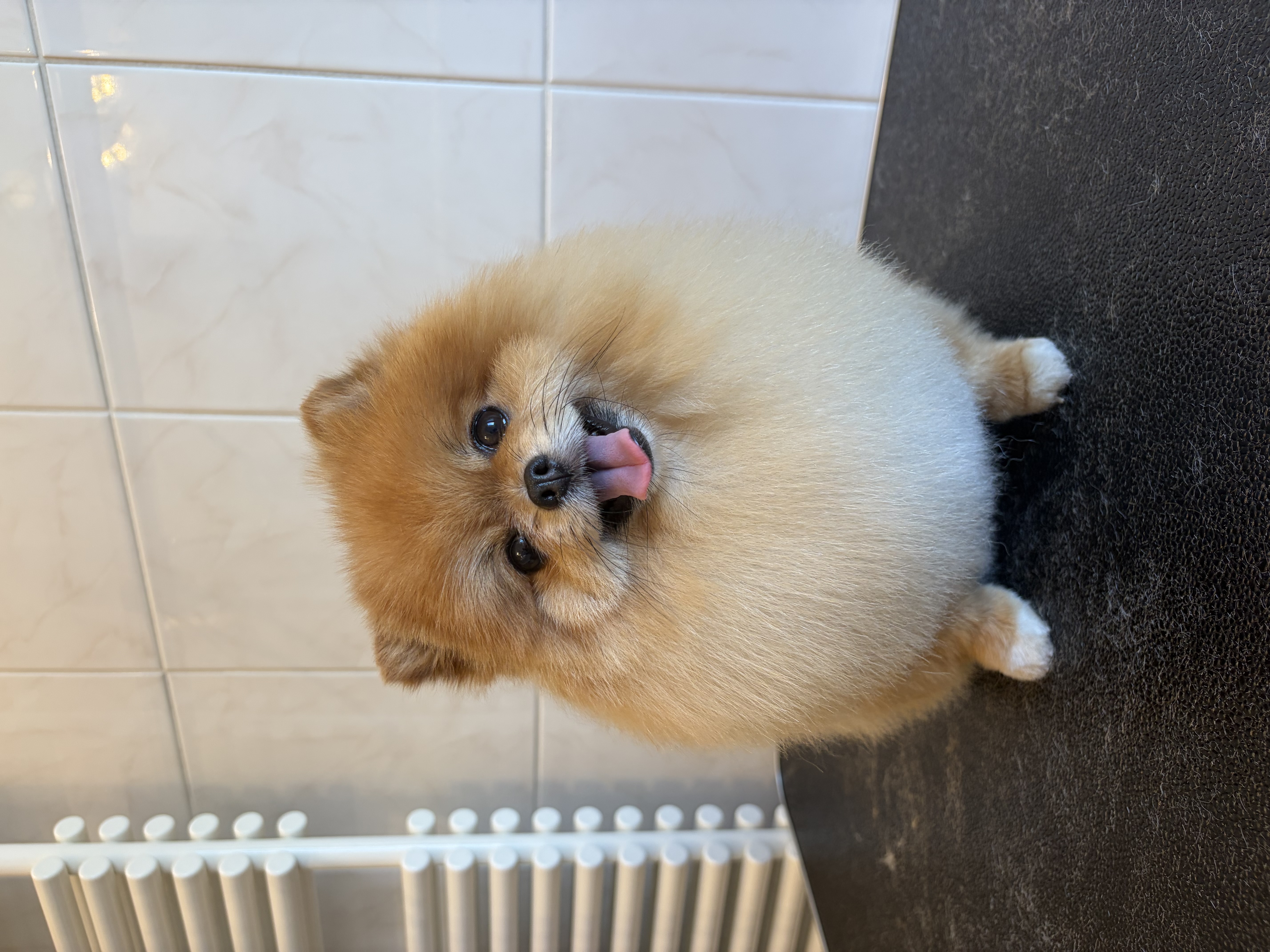 Pomeranian “Molly” - 3 kg