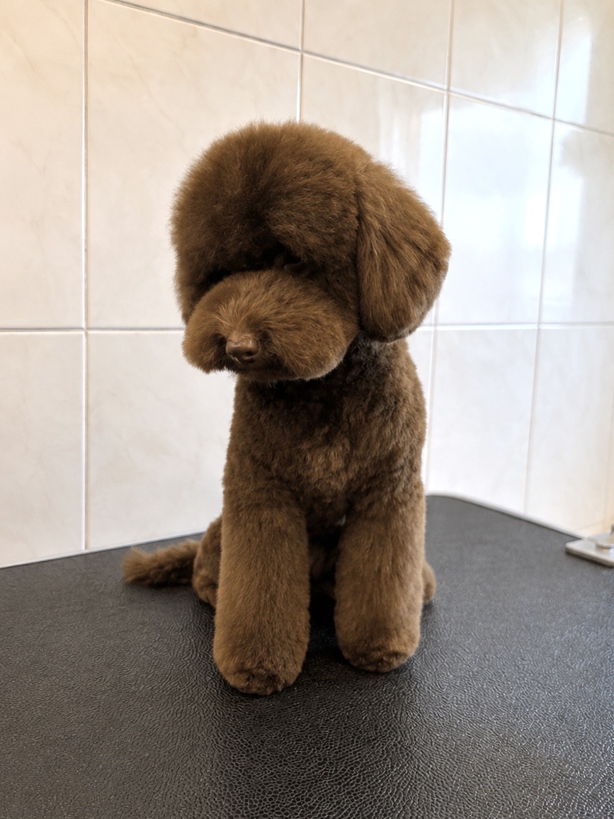 Poodle “Teddy” - 5 kg