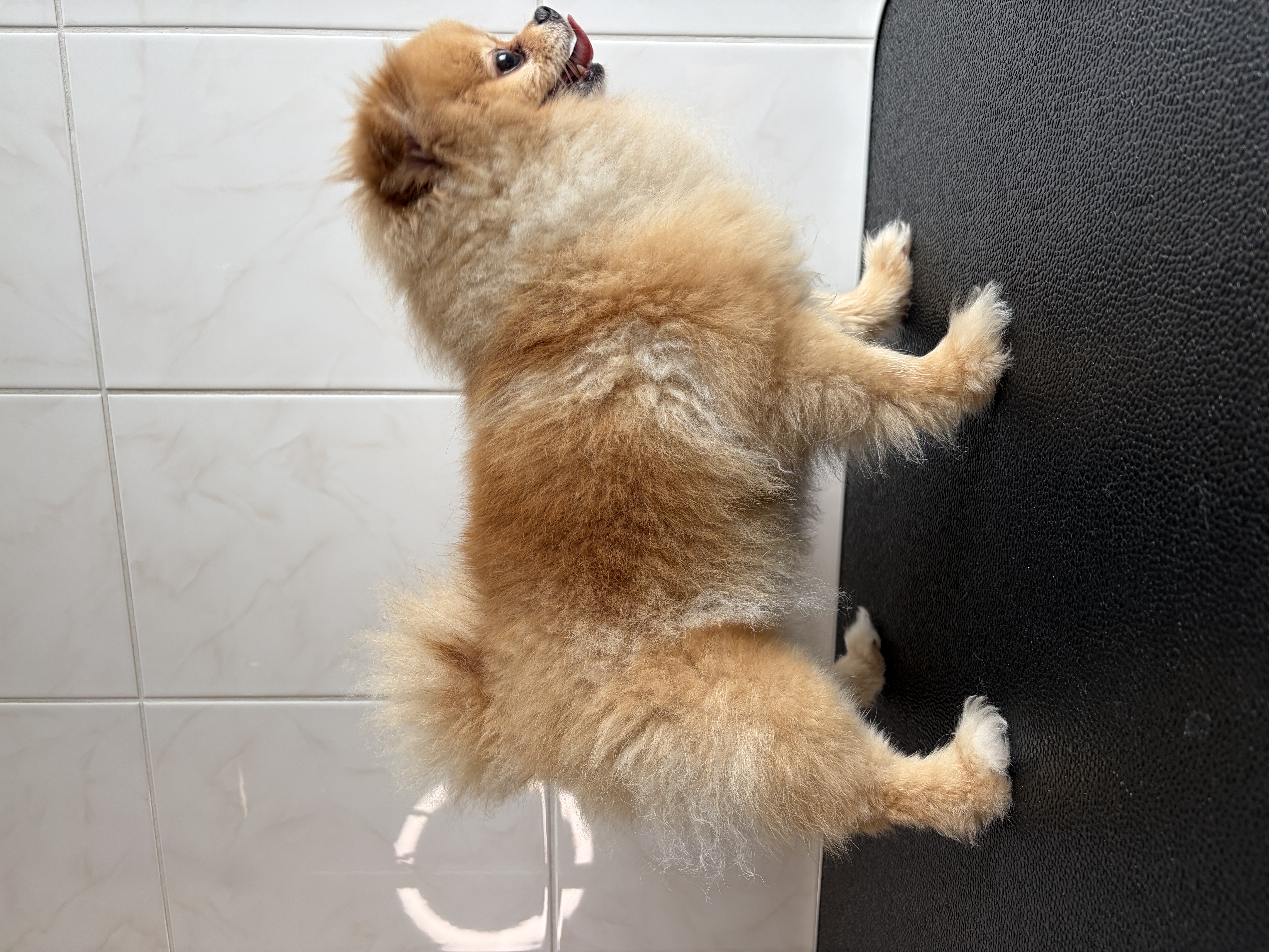 Pomeranian „Fabie“ - 3 kg